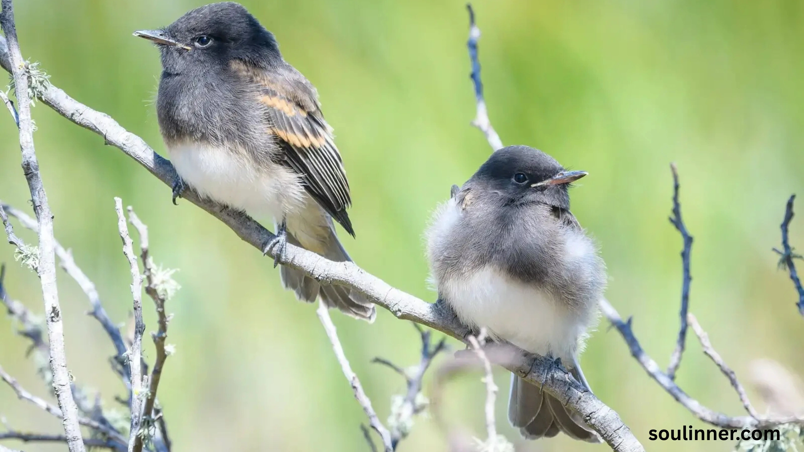 Black Phoebe Spiritual Meaning