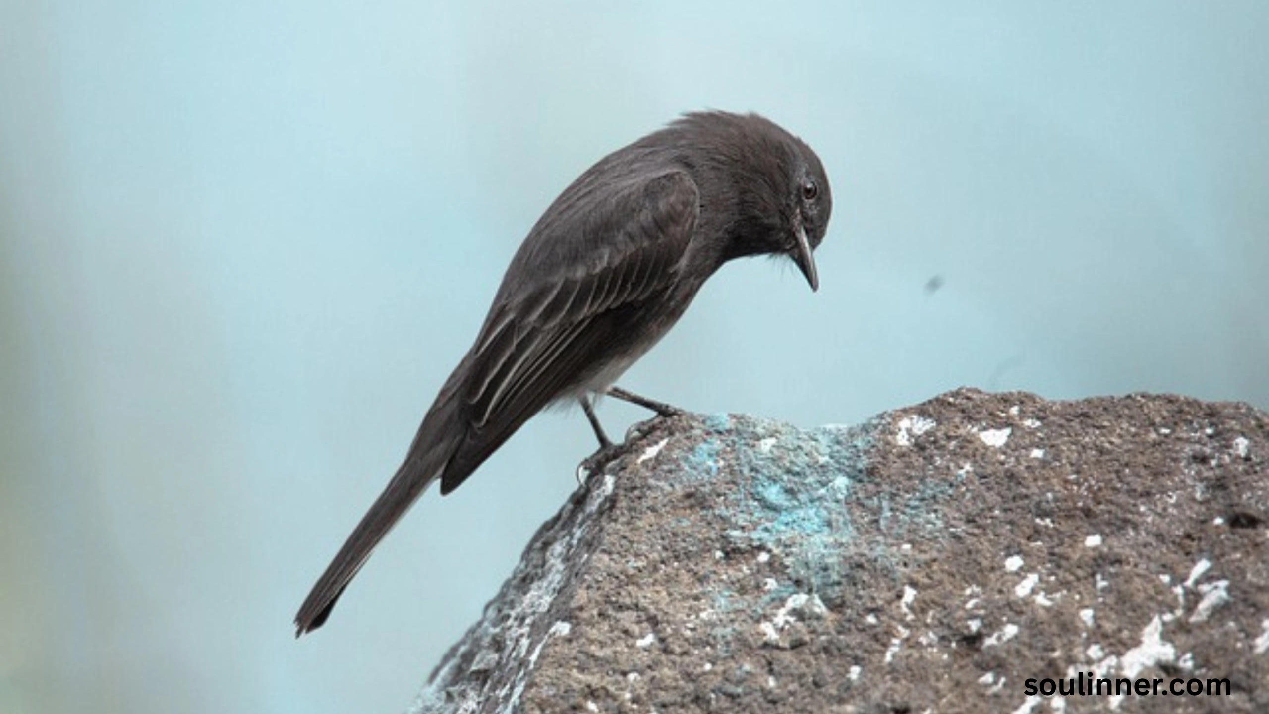 Black Phoebe Spiritual Meaning 