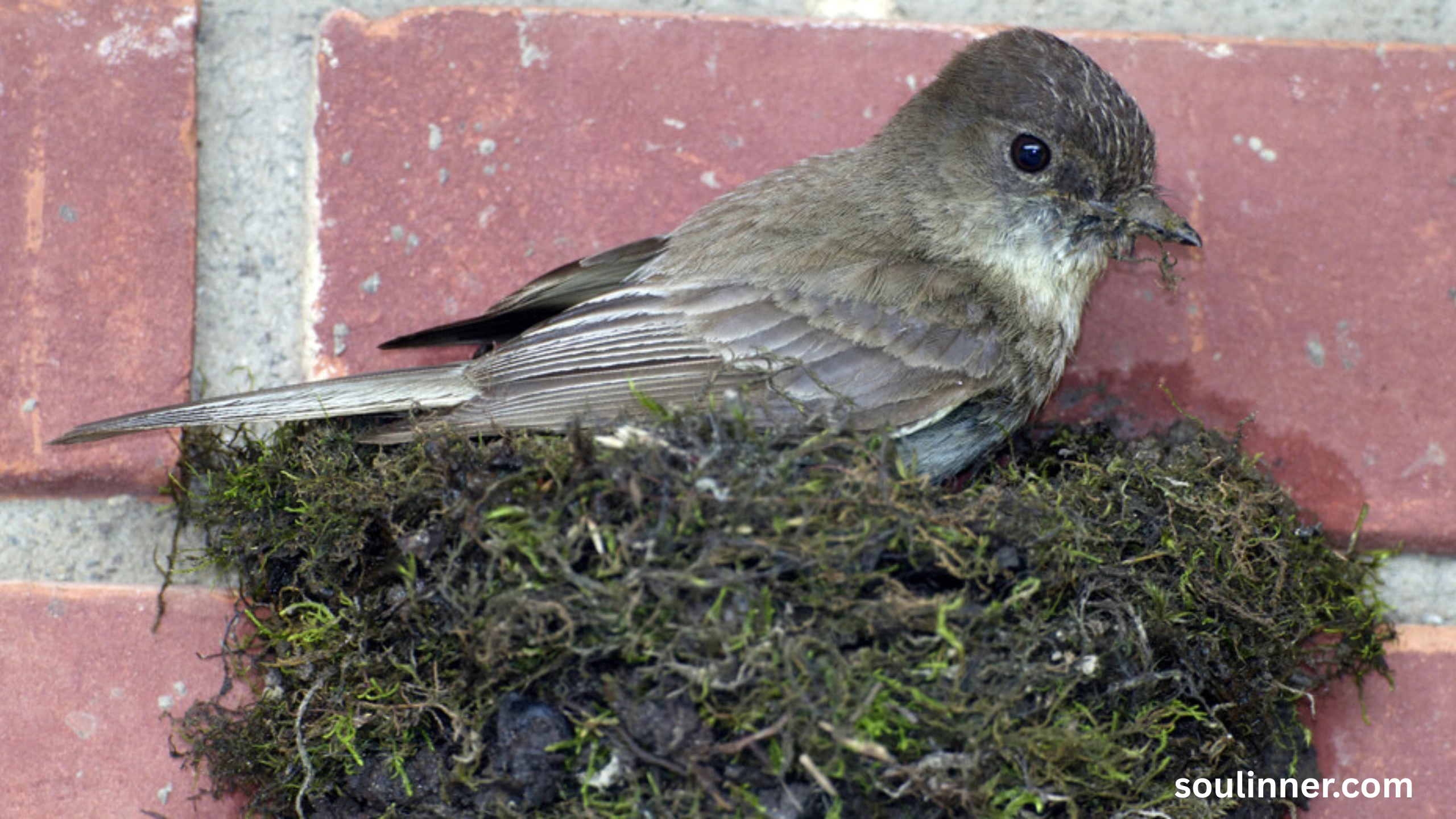 Black Phoebe Spiritual Meaning