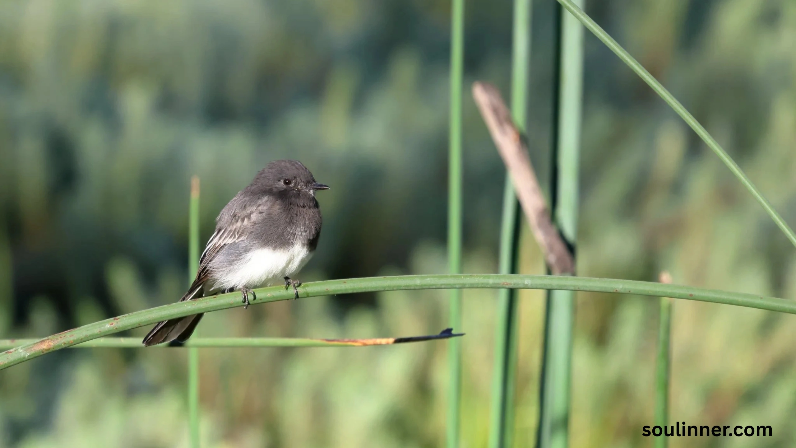 Black Phoebe Spiritual Meaning