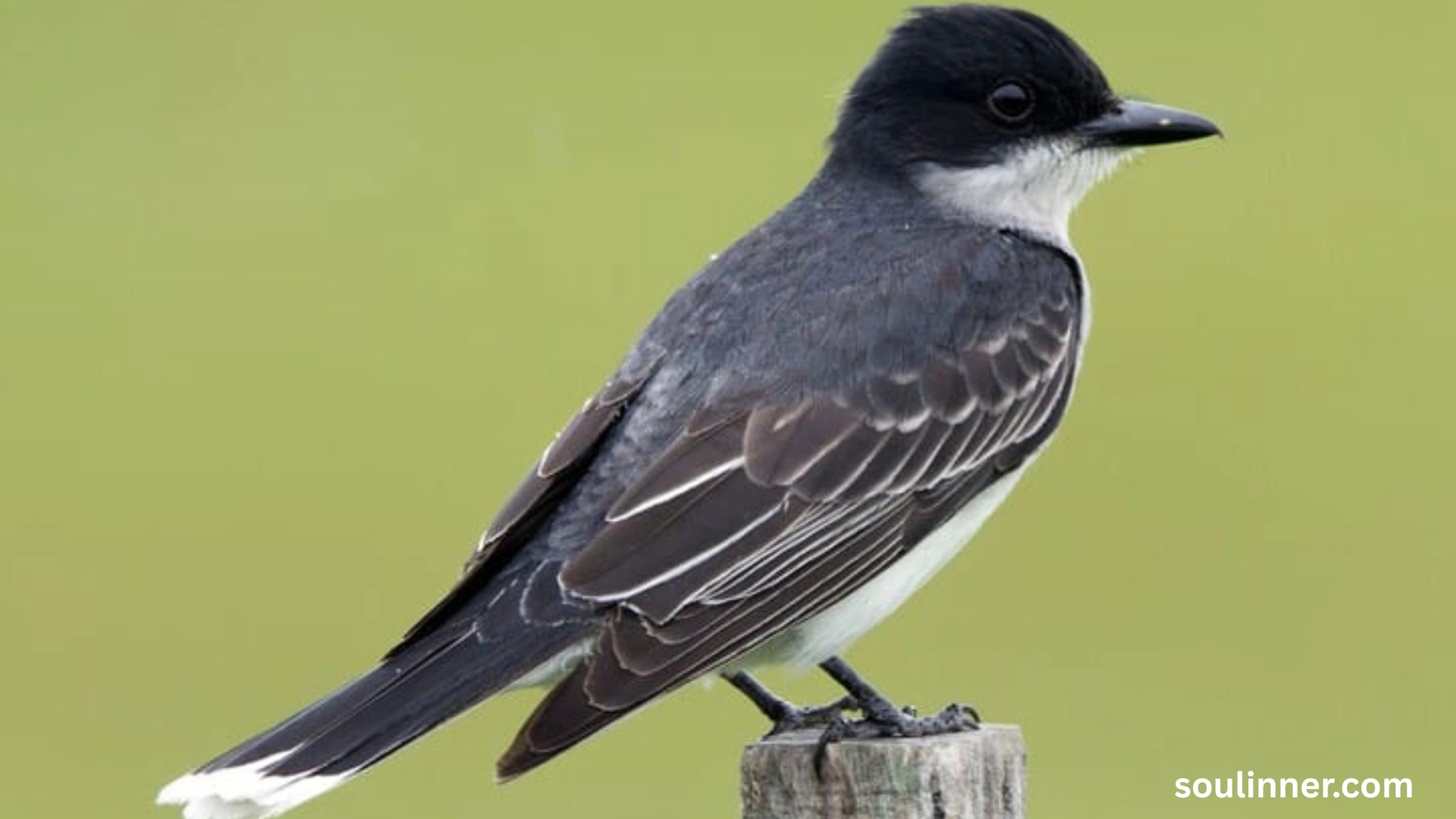 Black Phoebe Spiritual Meaning 