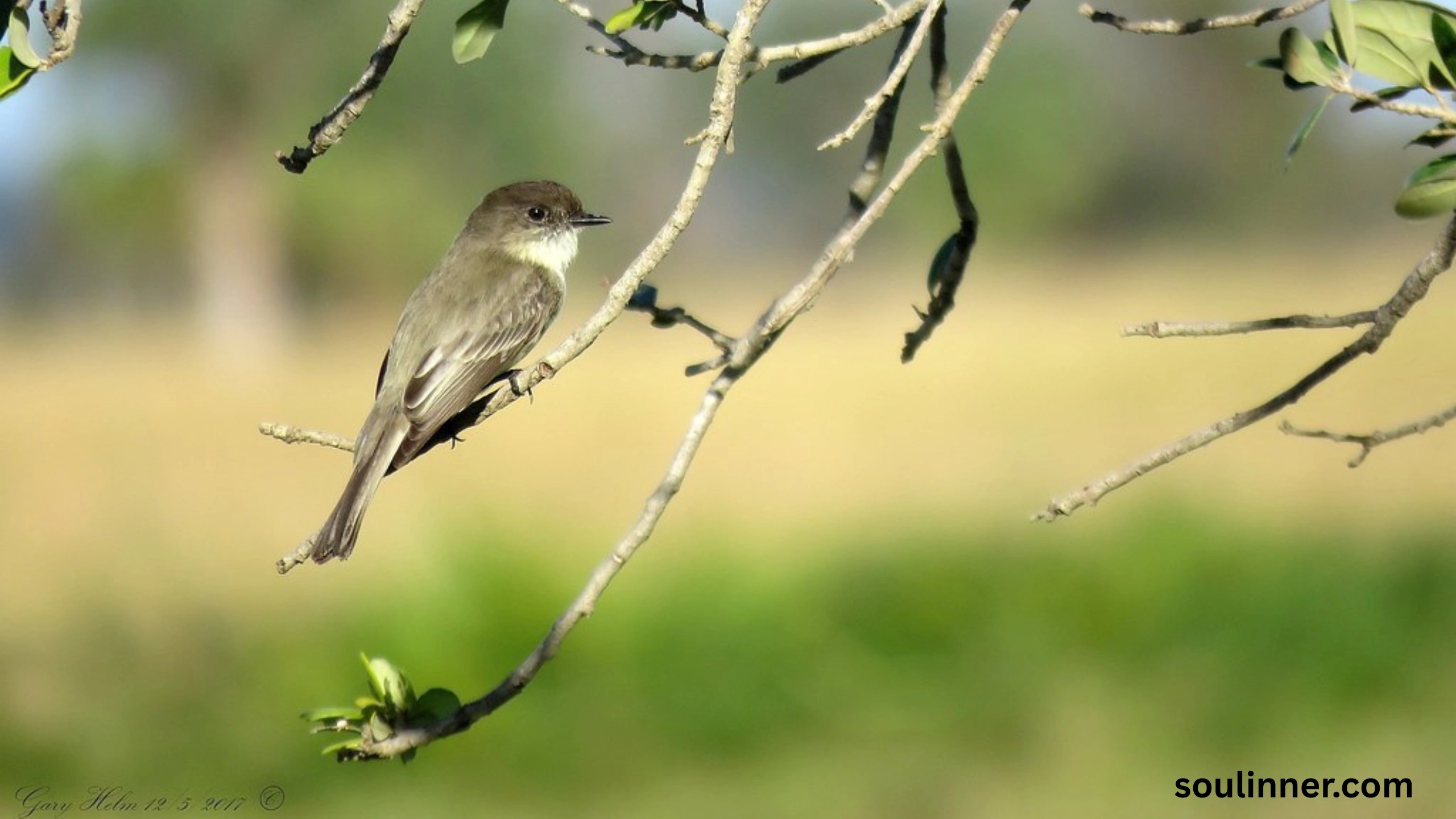 Black Phoebe Spiritual Meaning