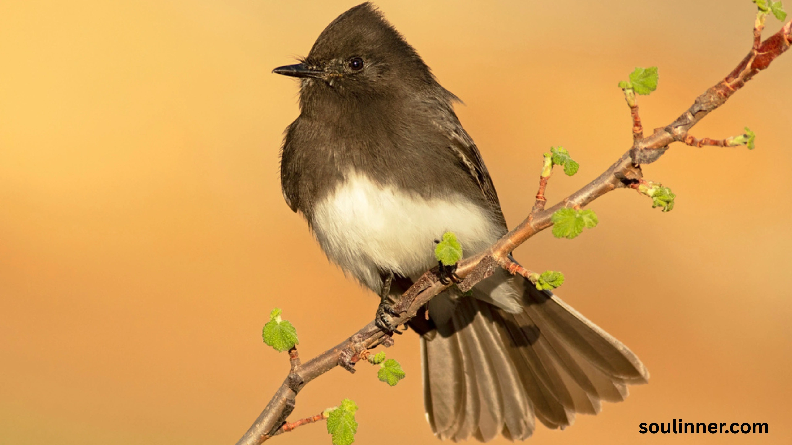 Black Phoebe Spiritual Meaning 