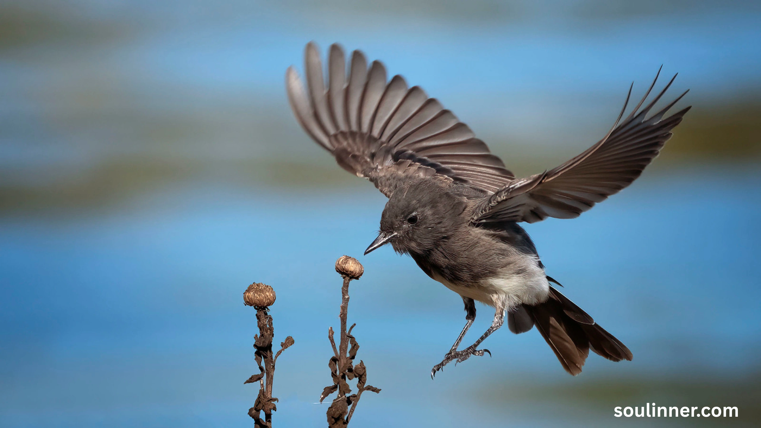Black Phoebe Spiritual Meaning 