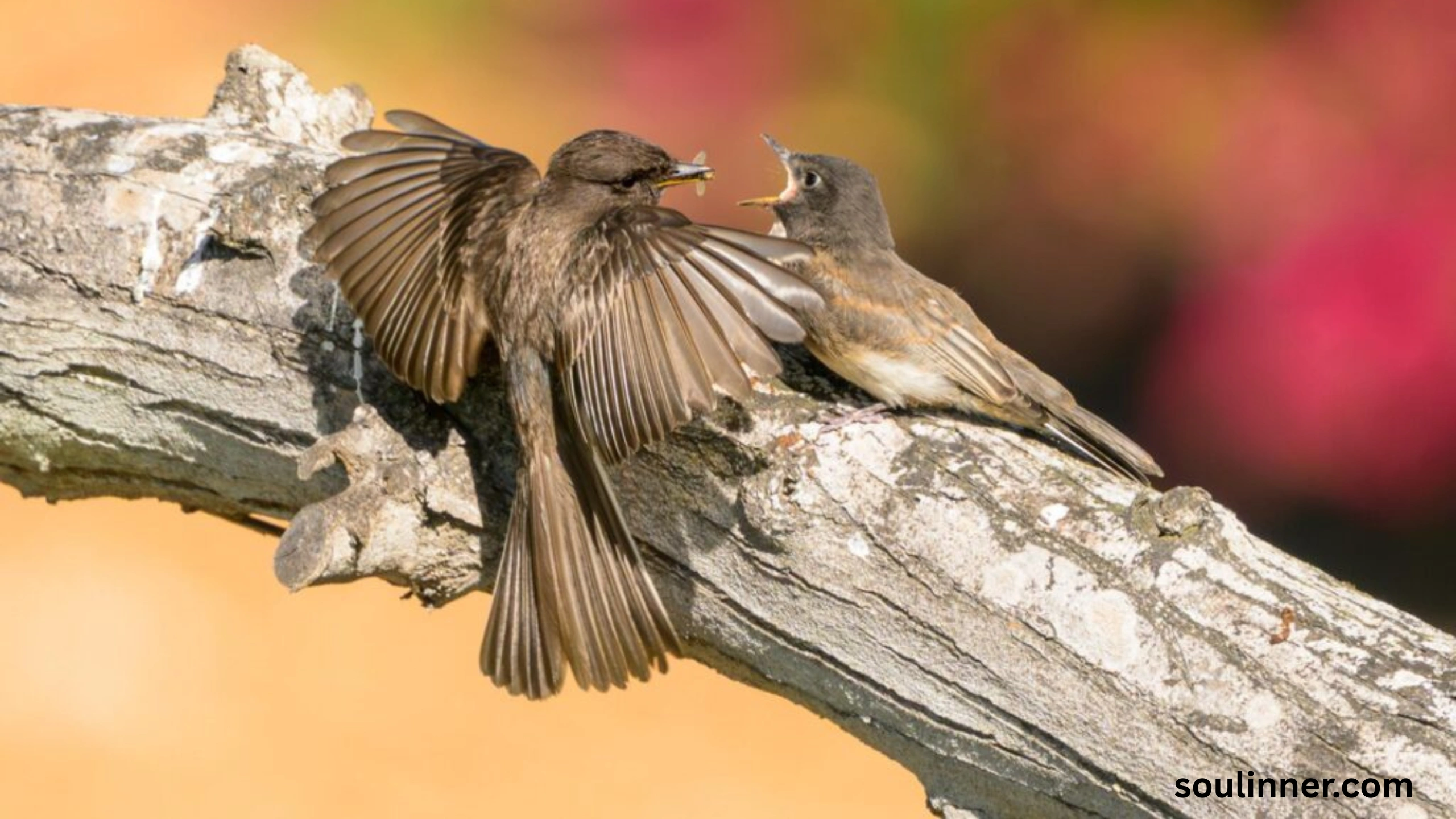 Black Phoebe Spiritual Meaning 