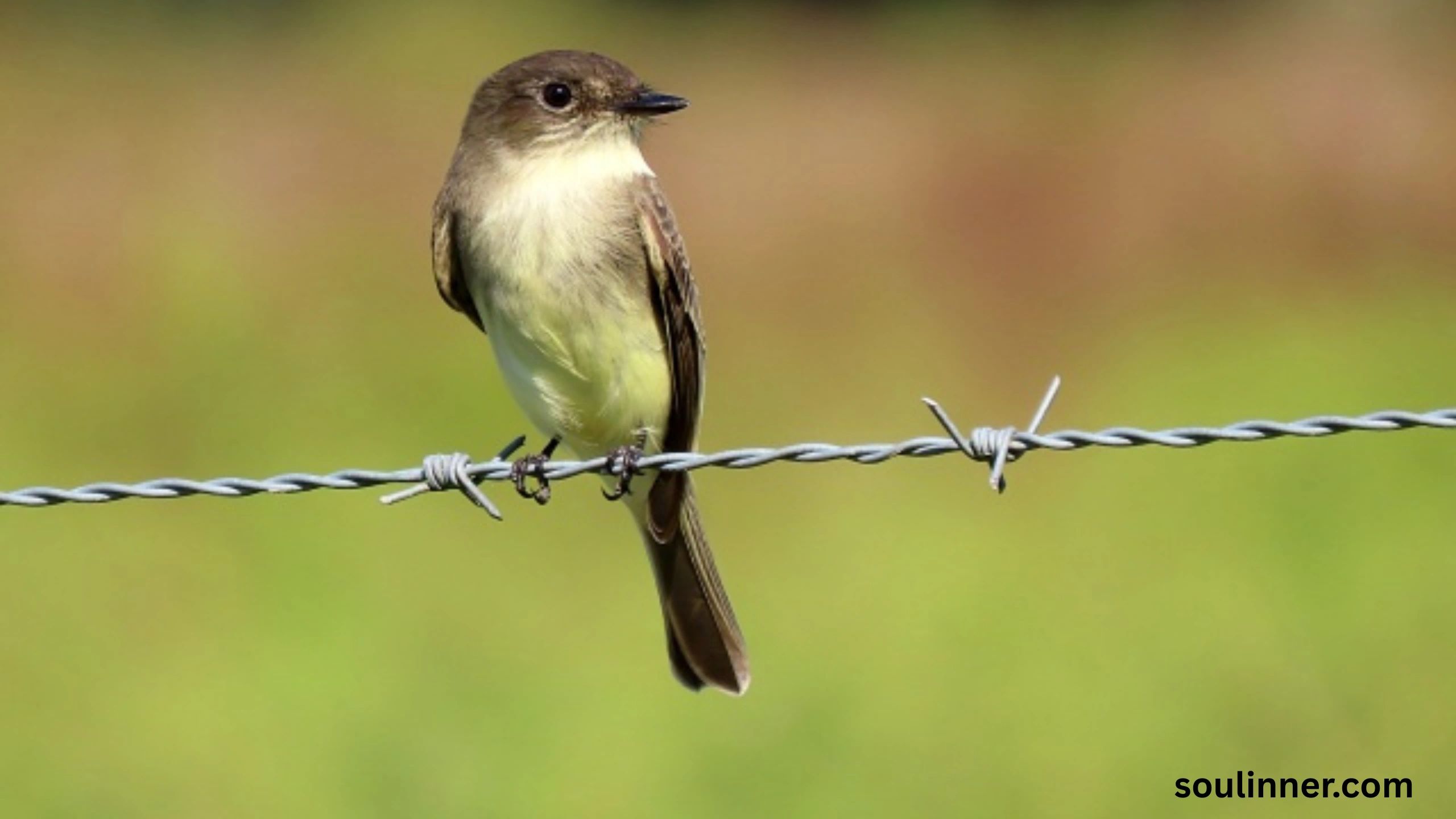 Black Phoebe Spiritual Meaning 