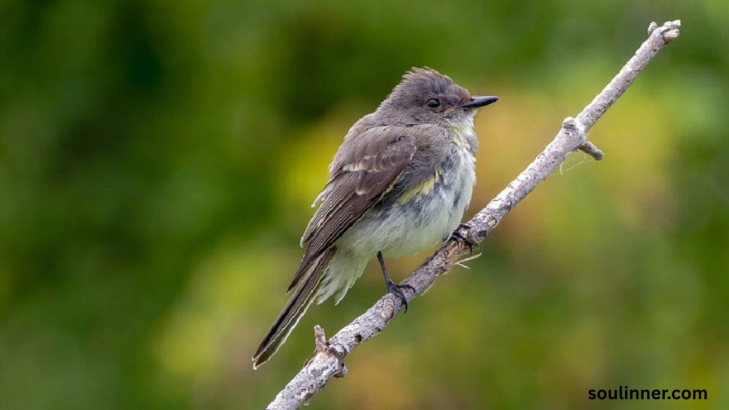 Black Phoebe Spiritual Meaning 