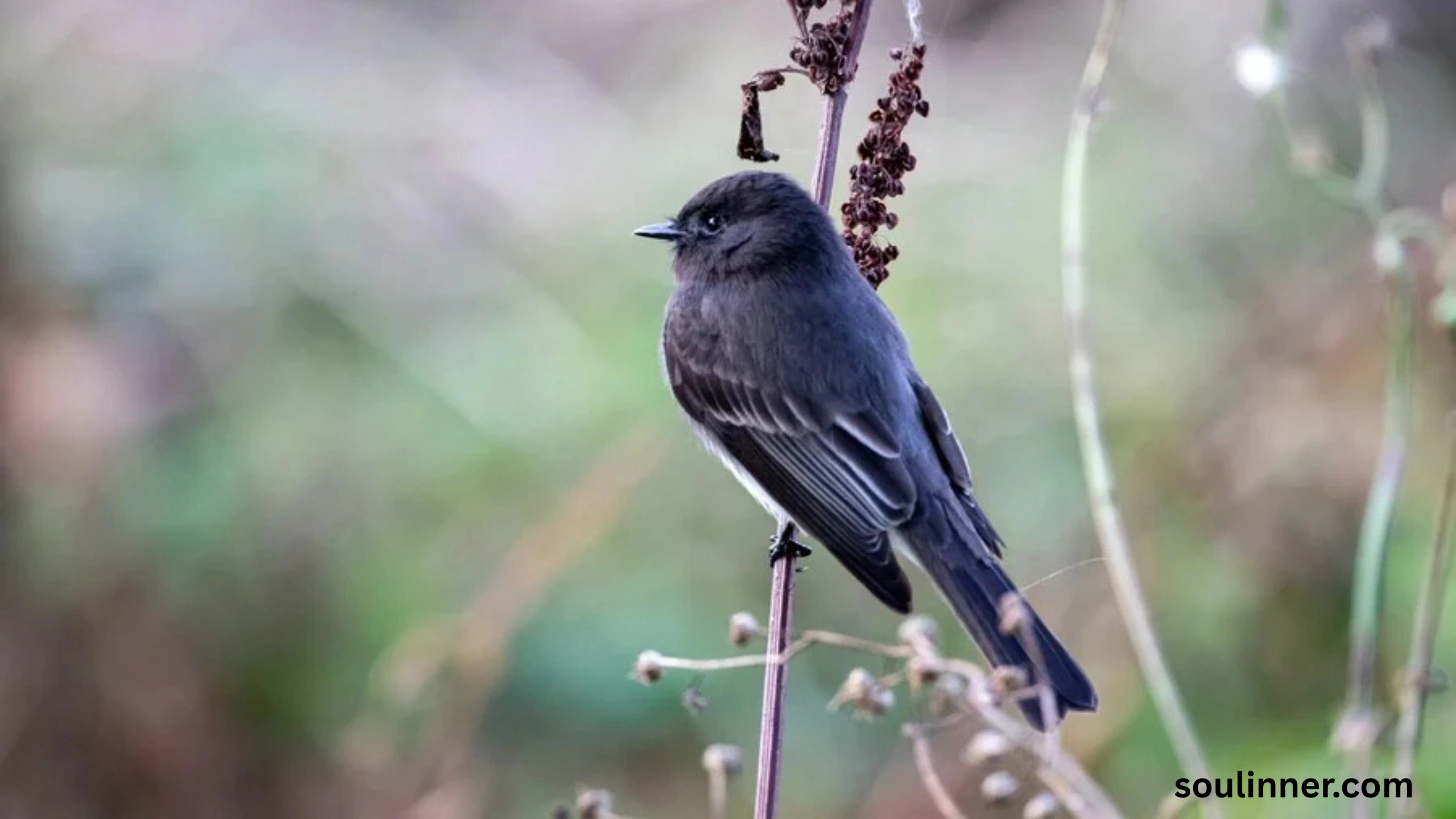 Black Phoebe Spiritual Meaning 