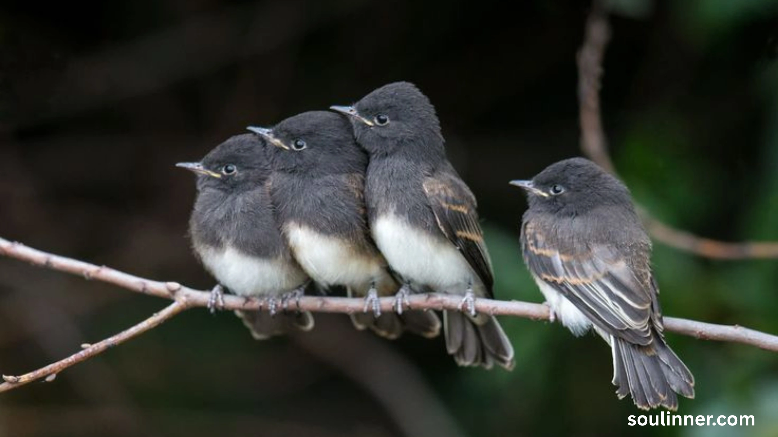 Black Phoebe Spiritual Meaning 