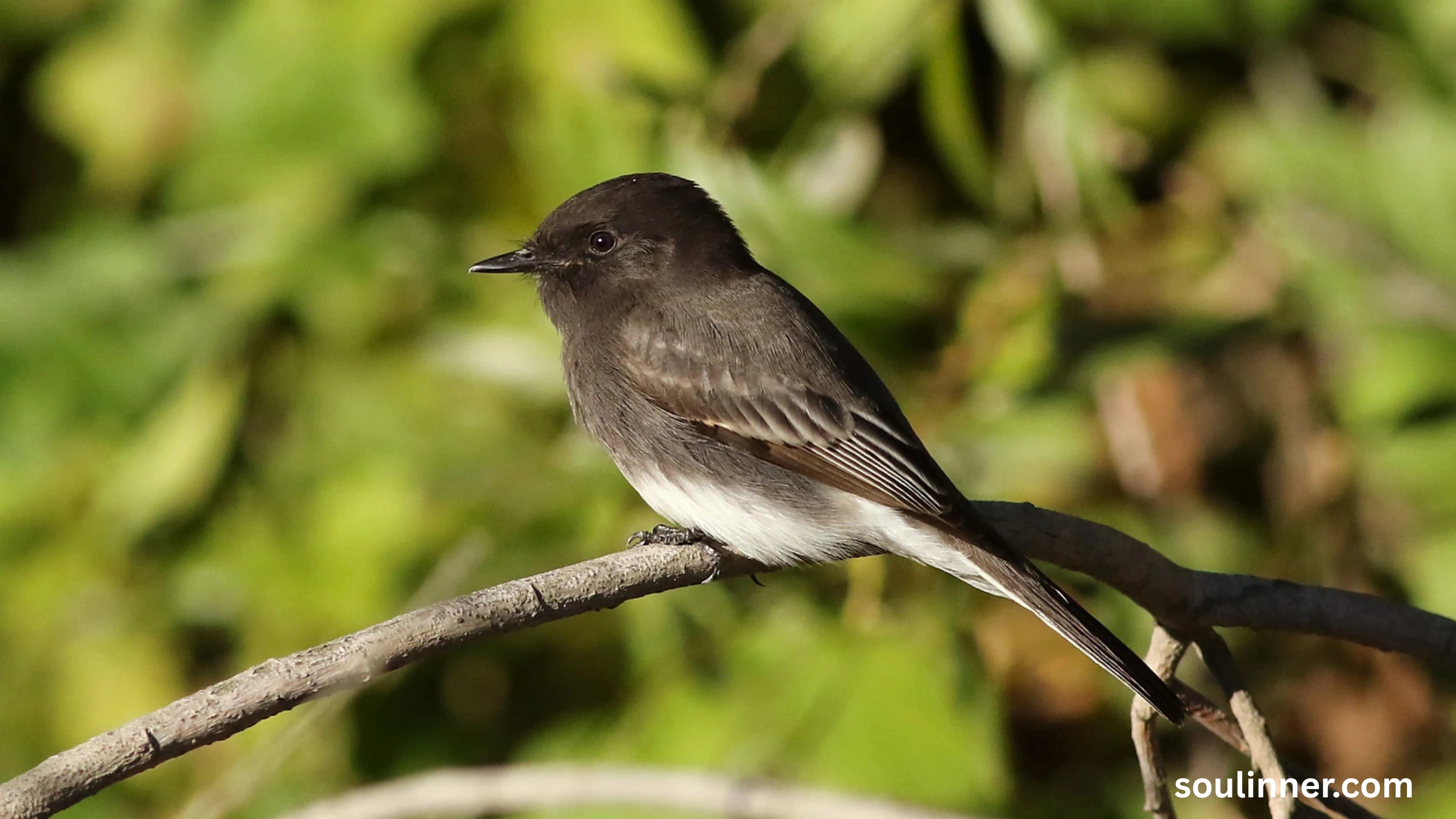 Black Phoebe Spiritual Meaning 