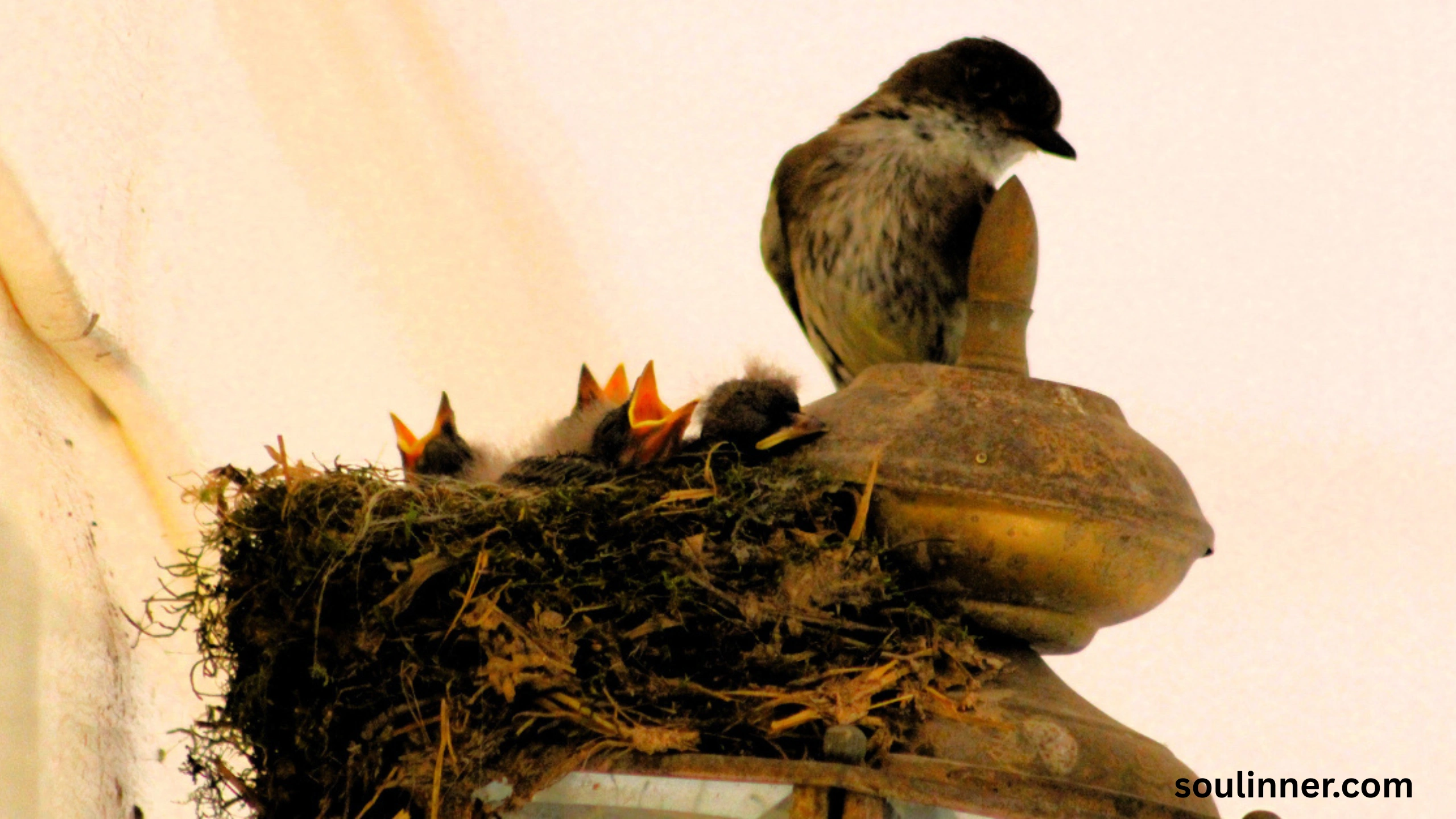 Black Phoebe Spiritual Meaning
