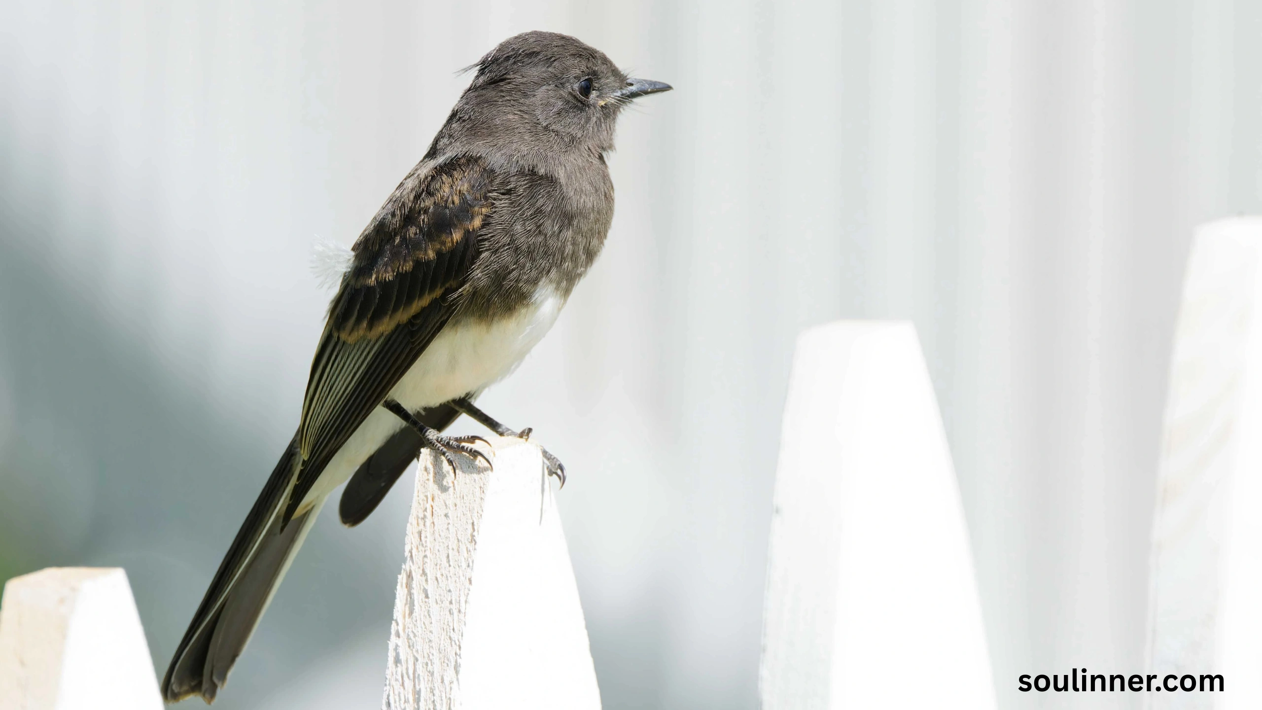 Black Phoebe Spiritual Meaning