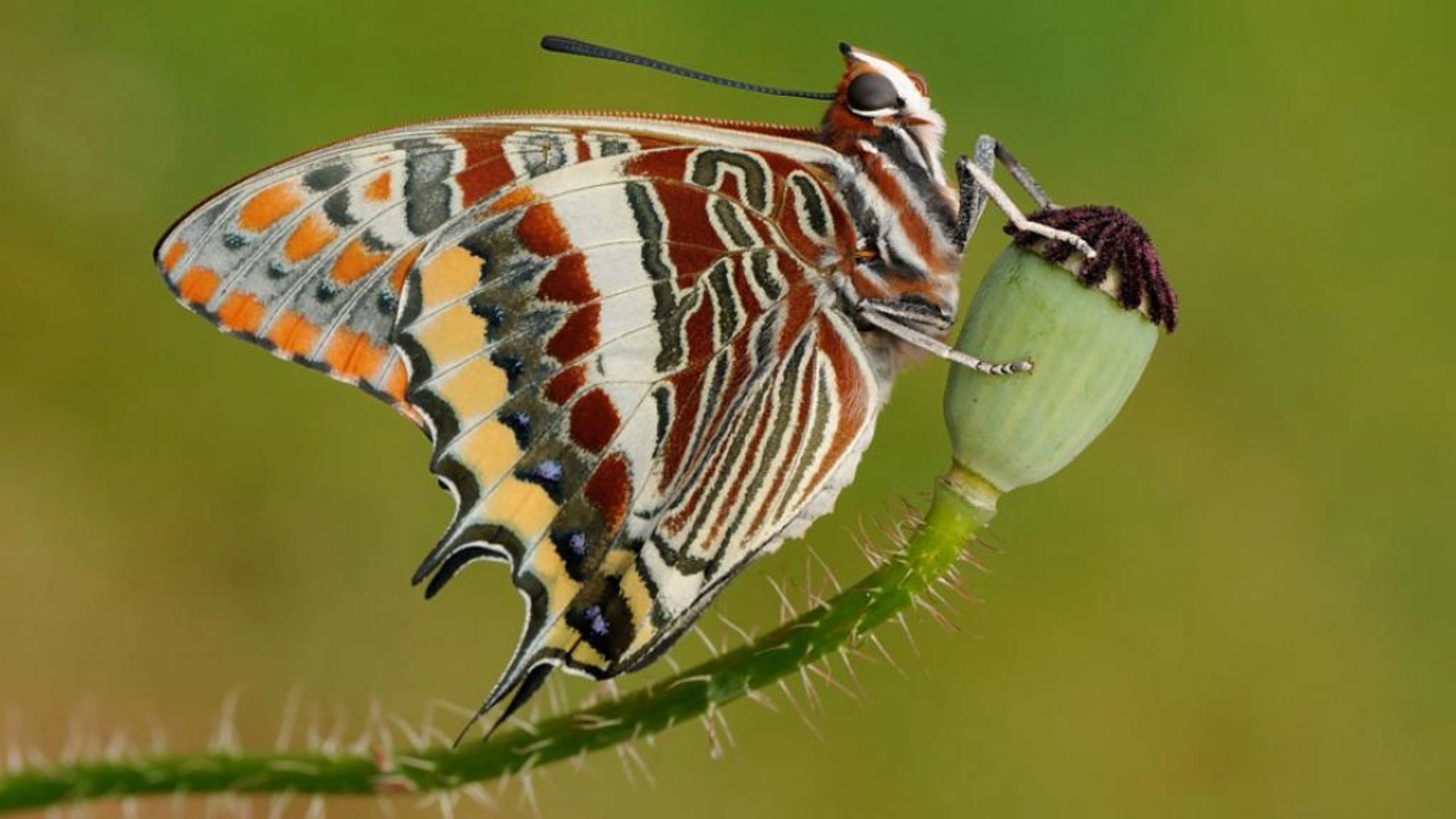 Butterfly Symbolism