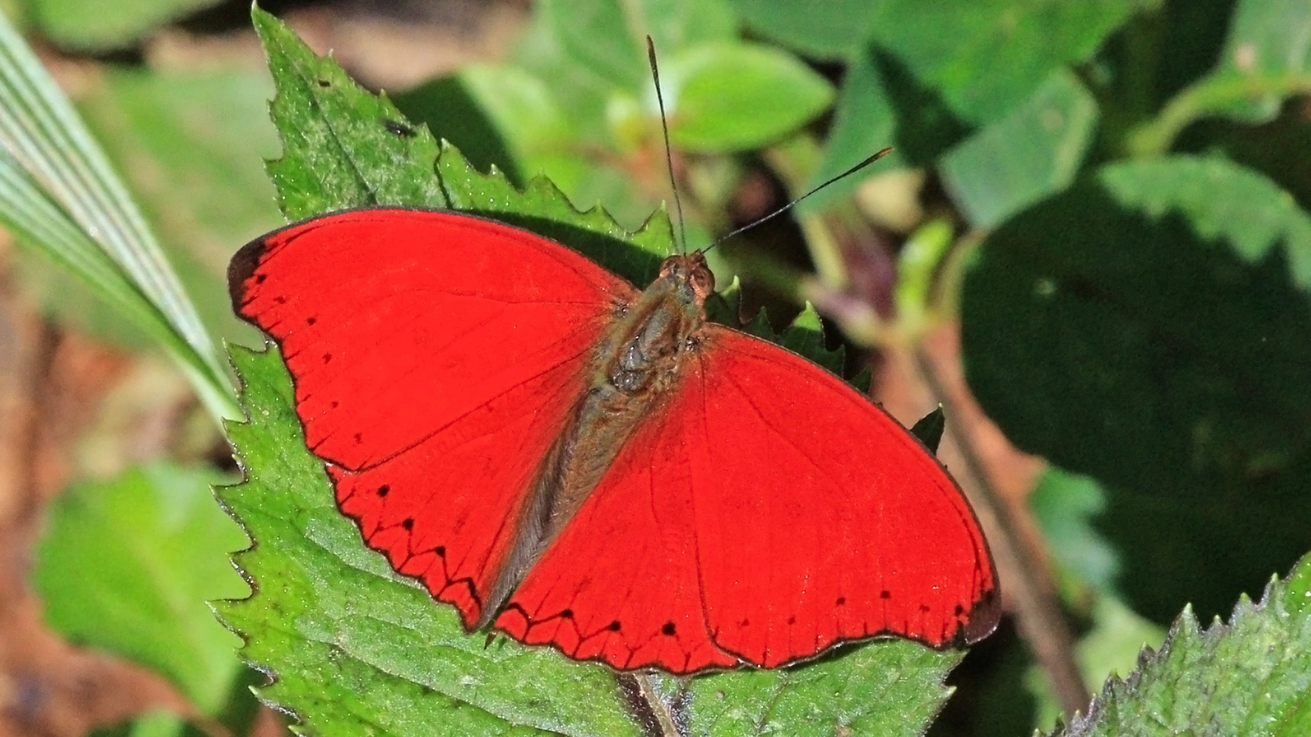 Butterfly Symbolism