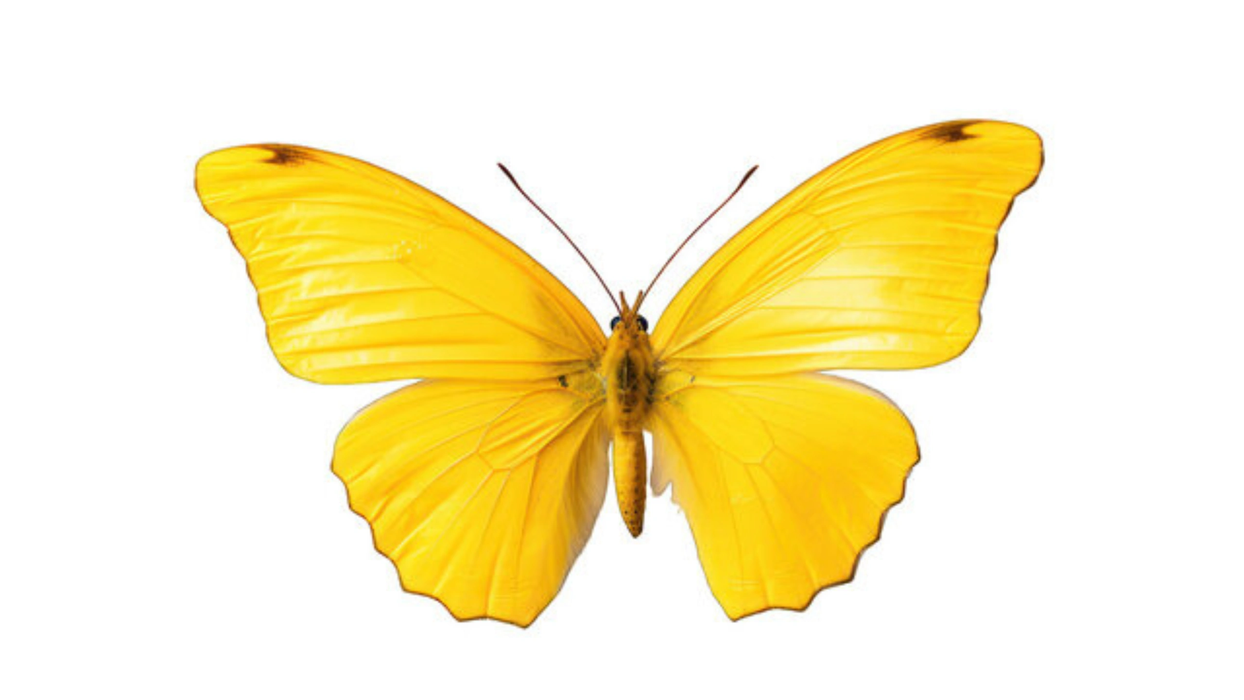Butterfly Symbolism