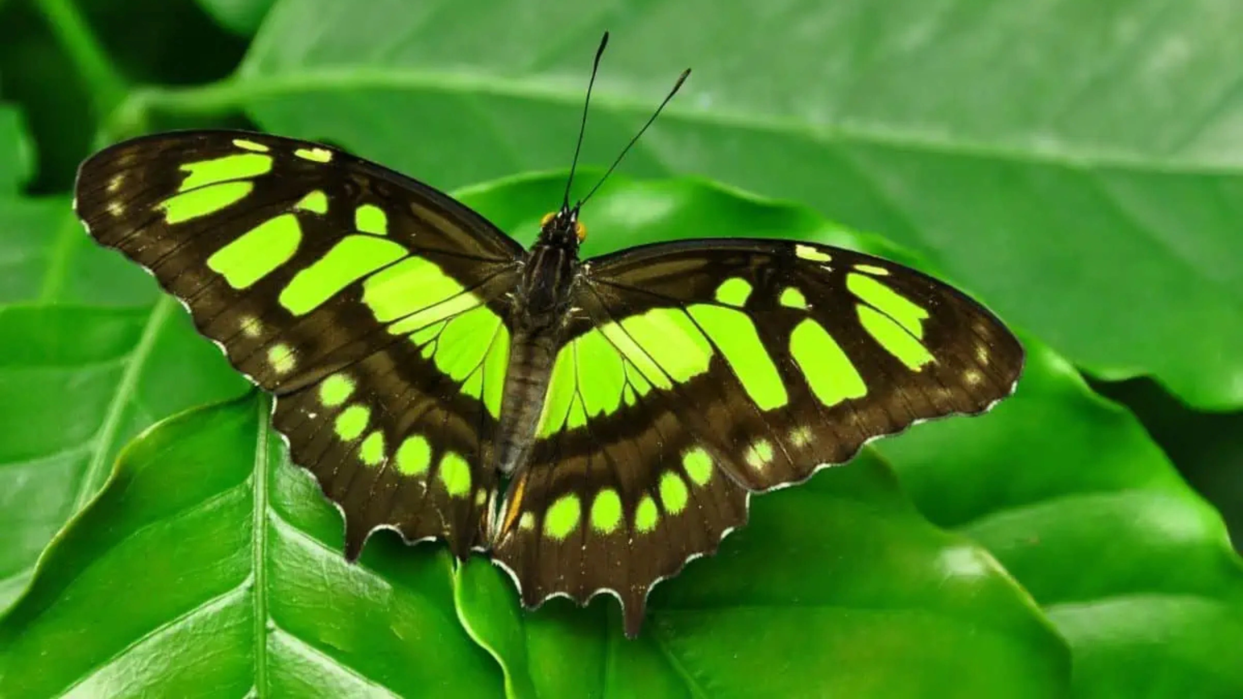 Butterfly Symbolism