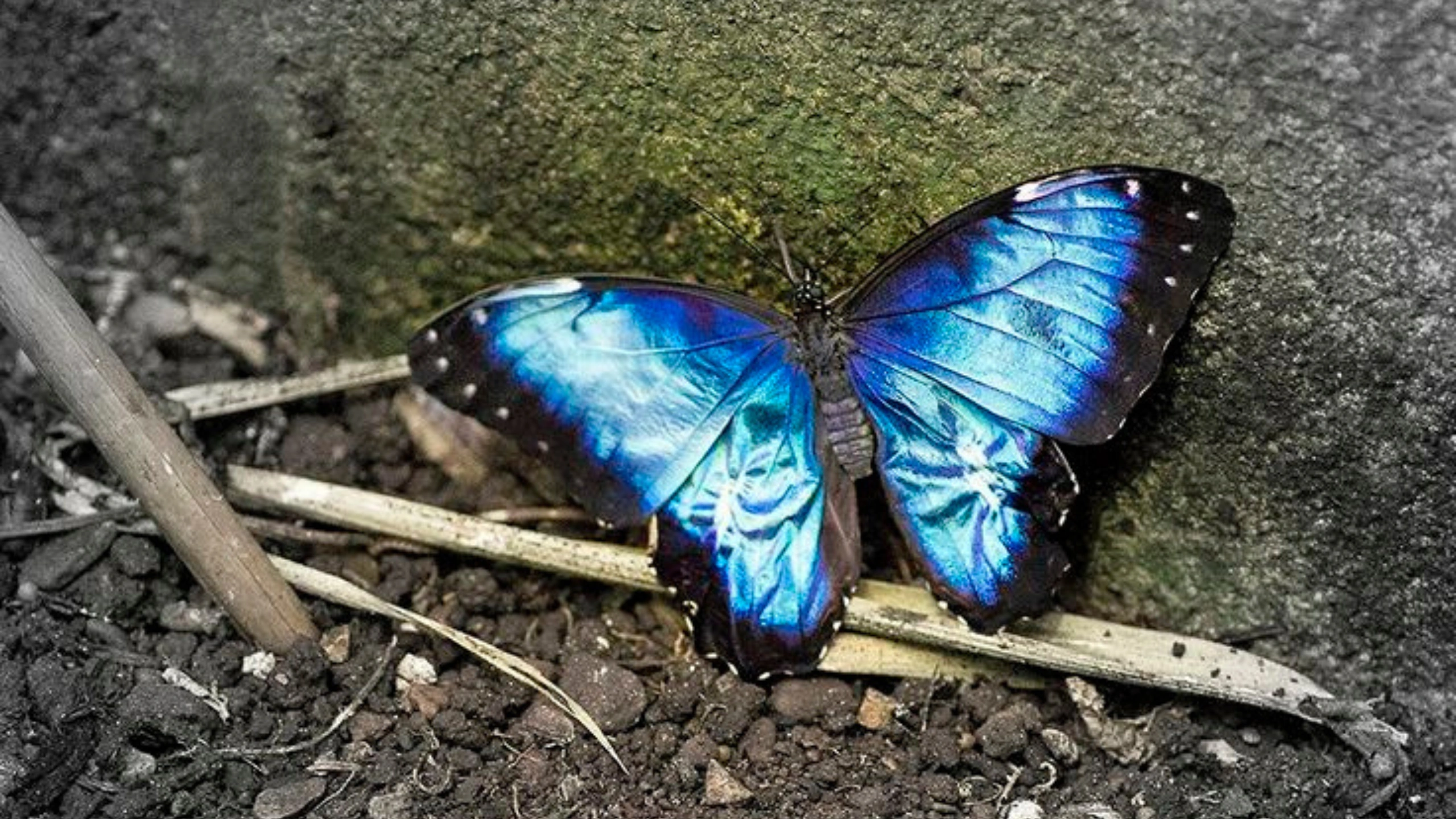 Butterfly Symbolism