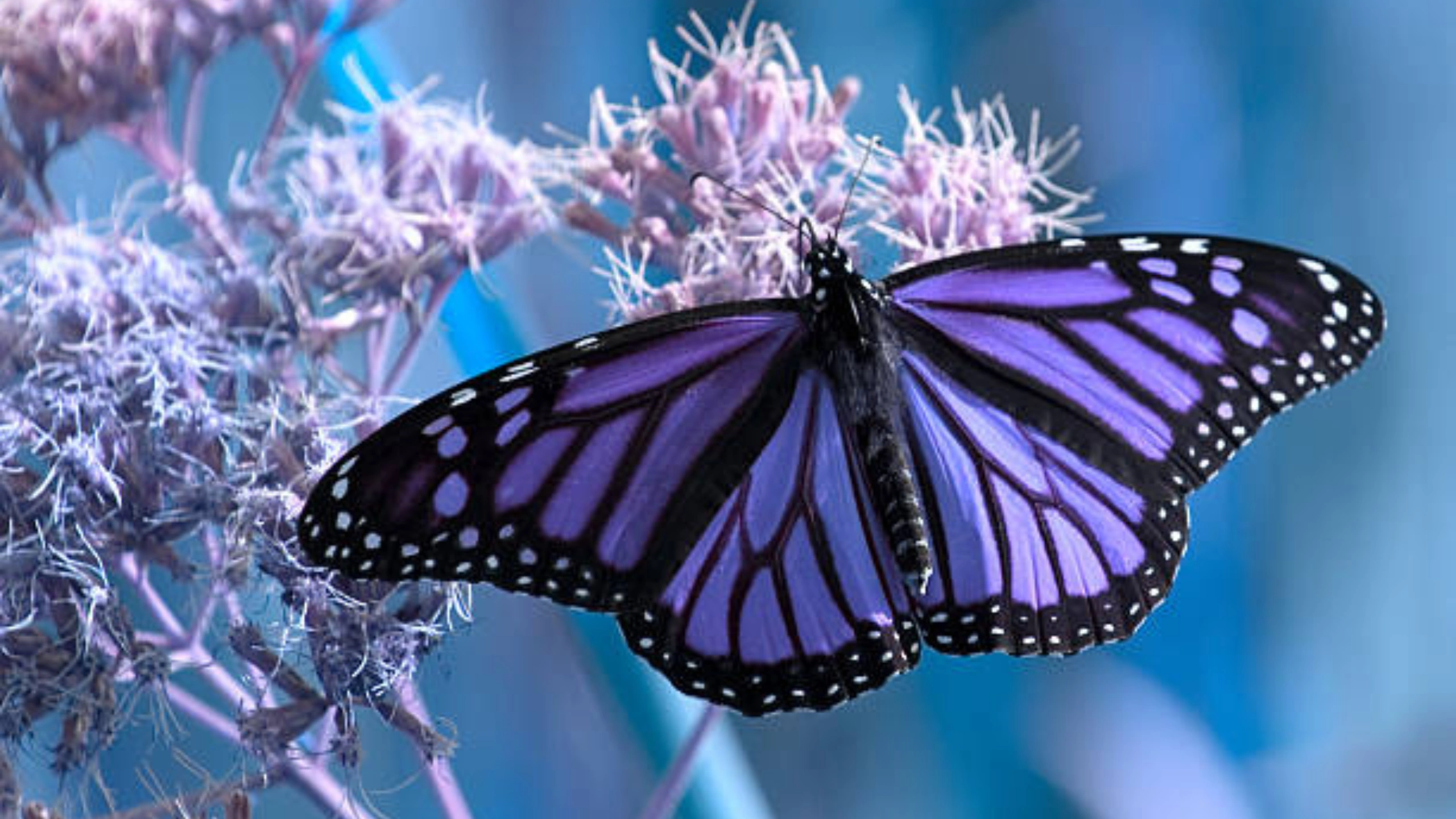 Butterfly Symbolism