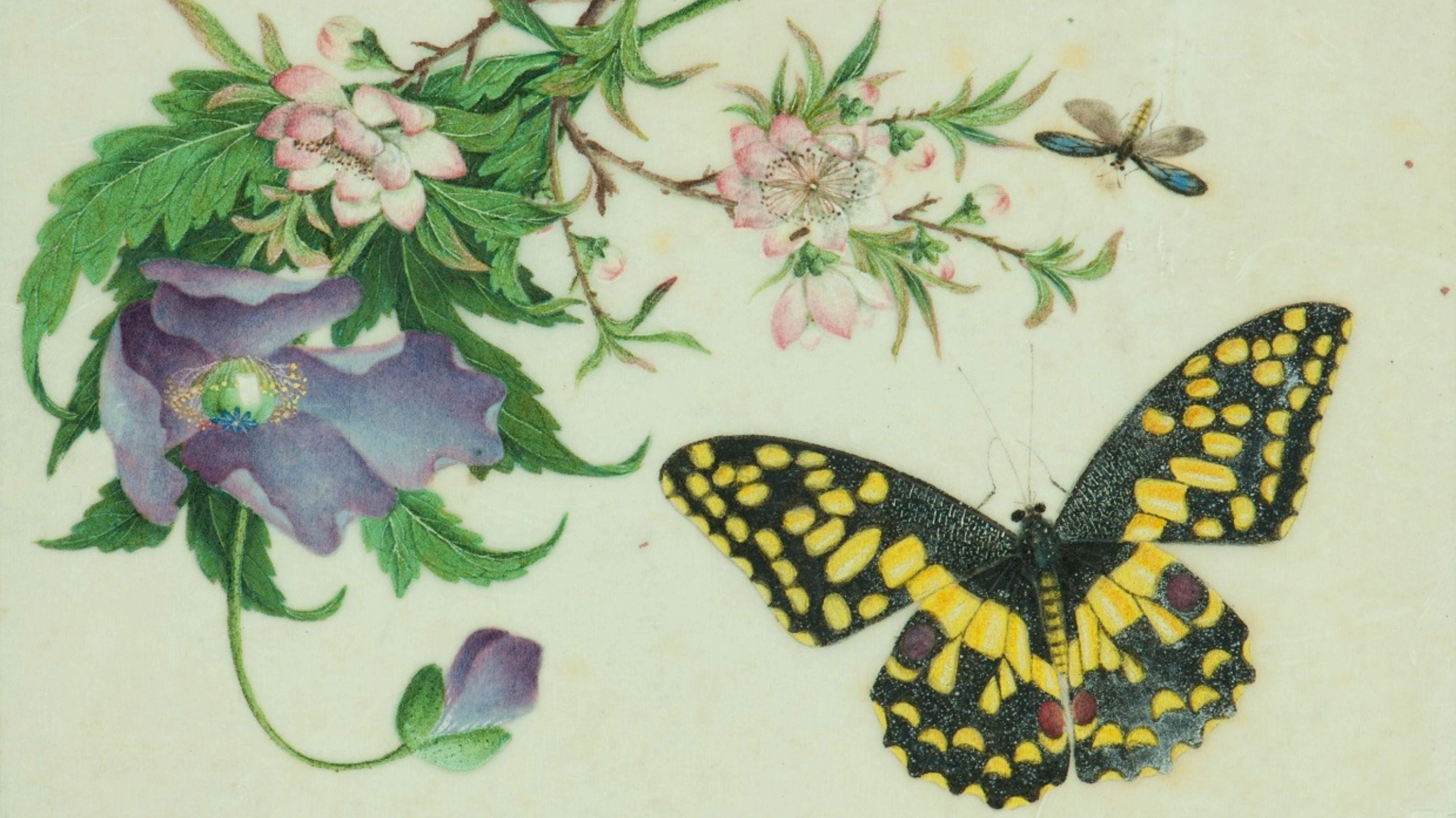 Butterfly Symbolism