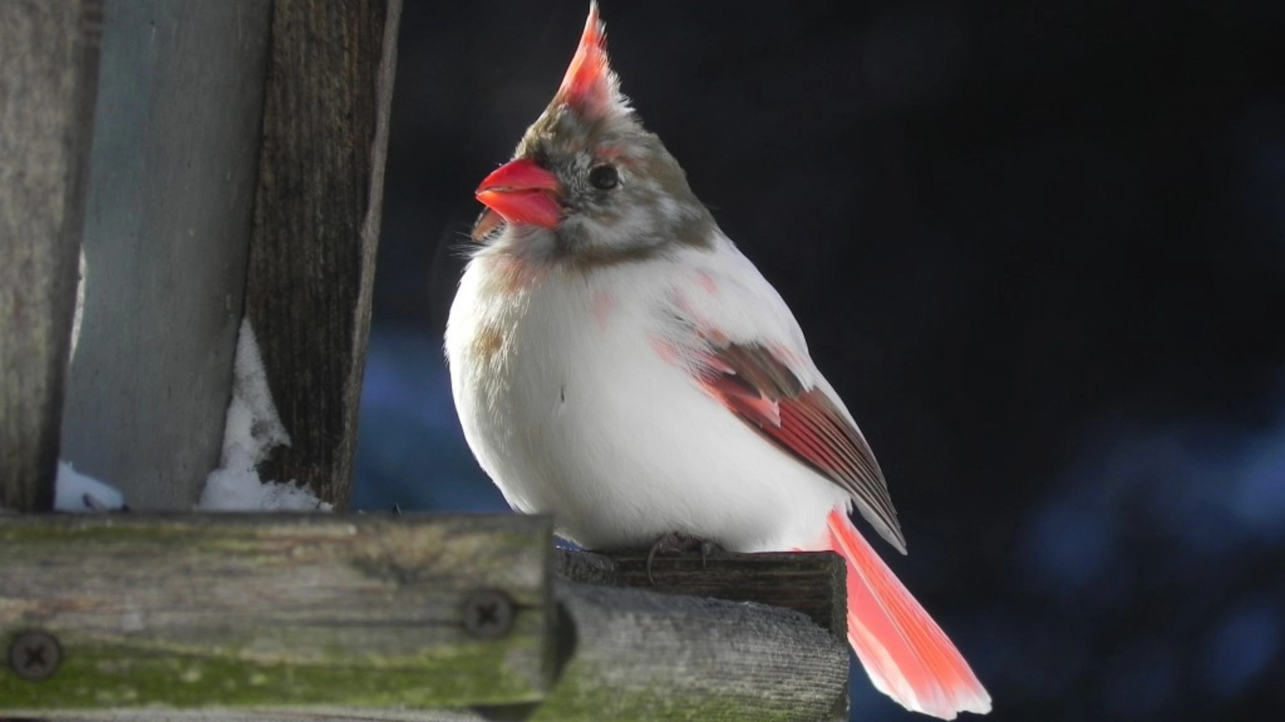 Cardinal Spiritual Meaning
