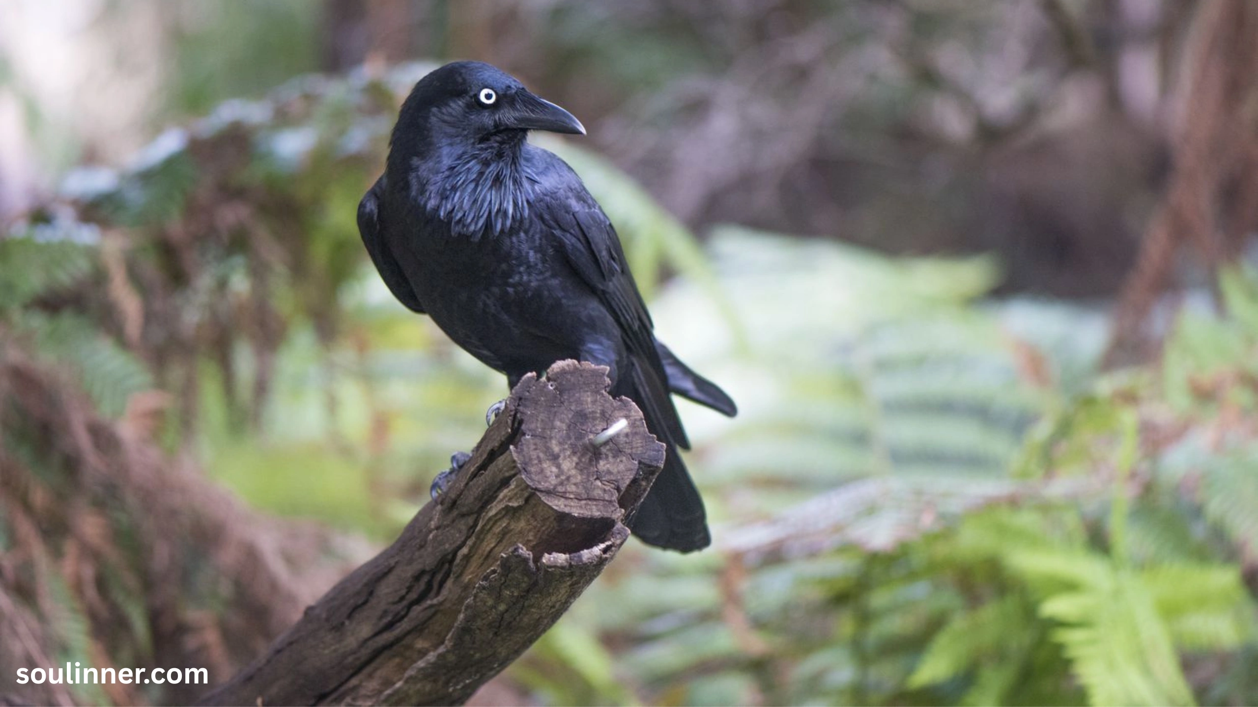 Crows Gathering in Large Numbers Spiritual Meaning