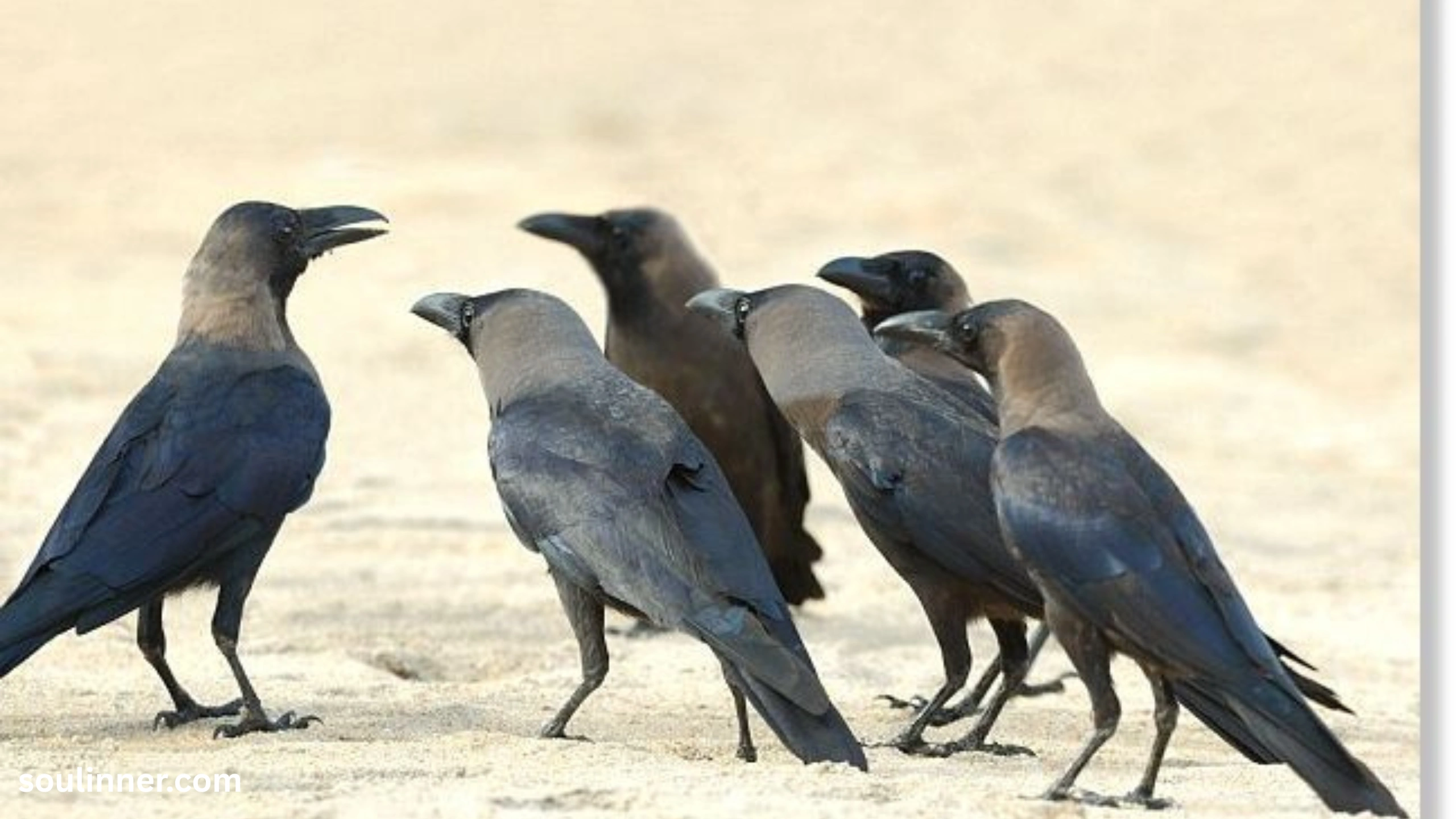 Crows Gathering in Large Numbers Spiritual Meaning