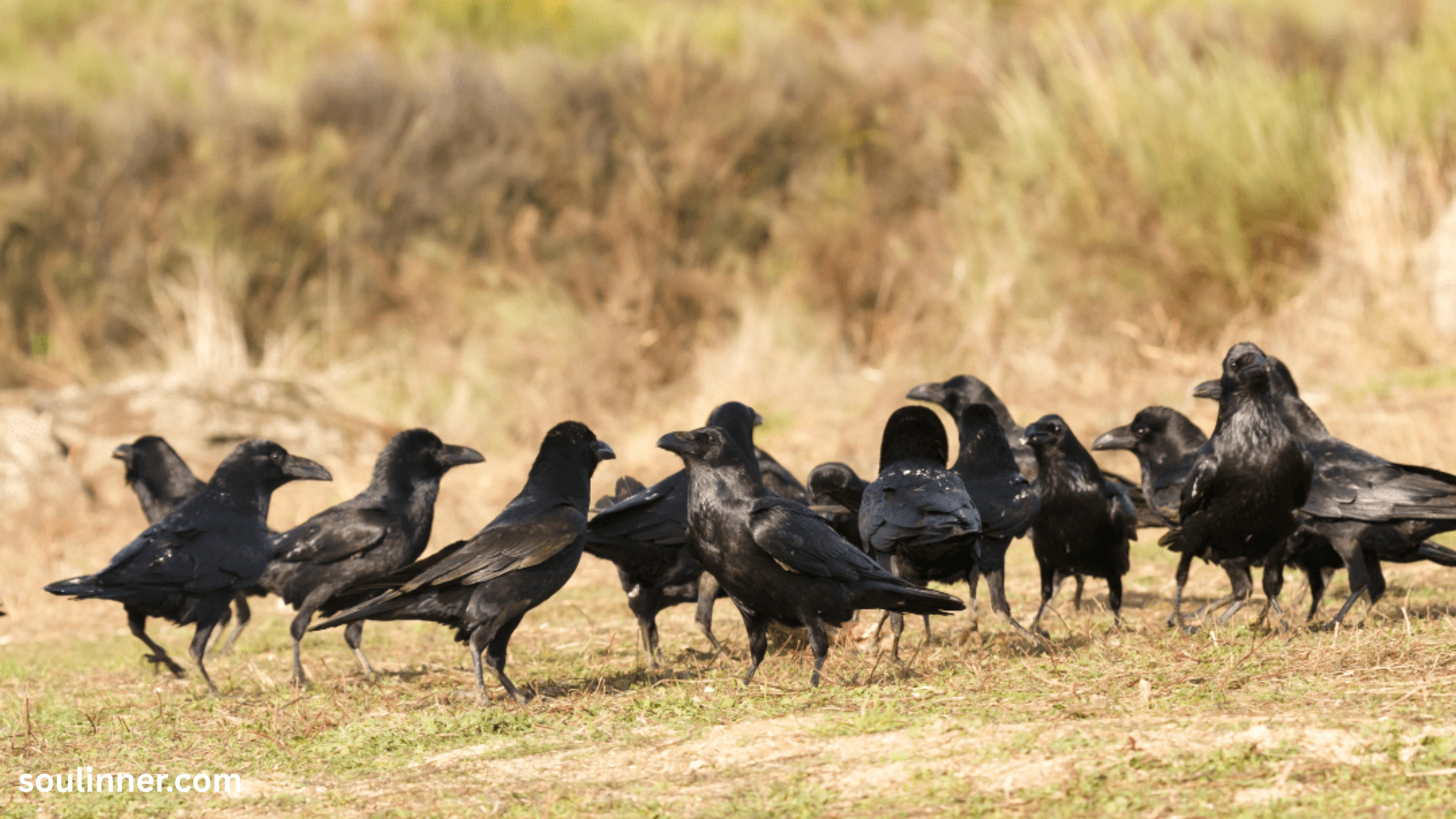 Crows Gathering in Large Numbers Spiritual Meaning