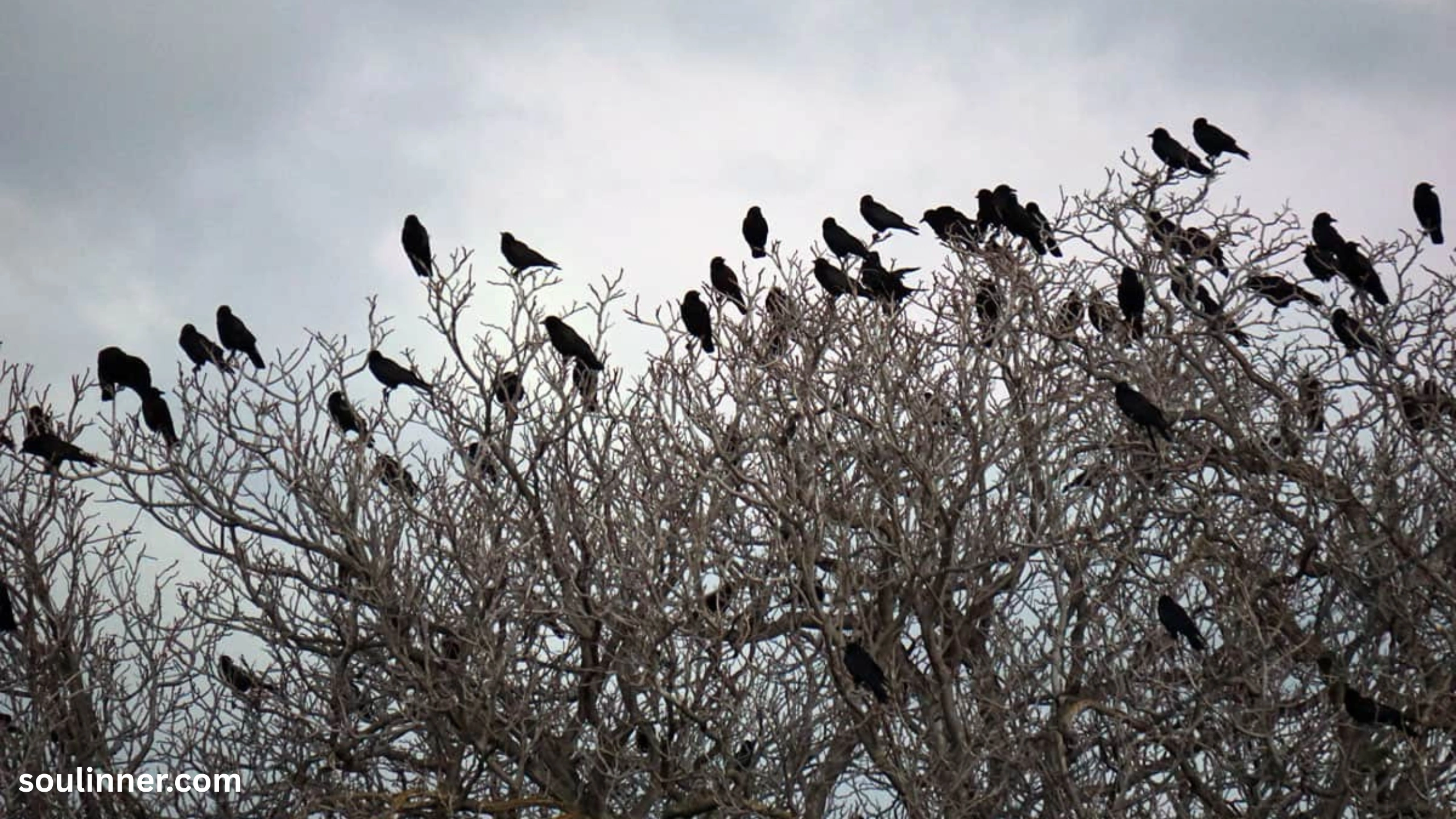 Crows Gathering in Large Numbers Spiritual Meaning