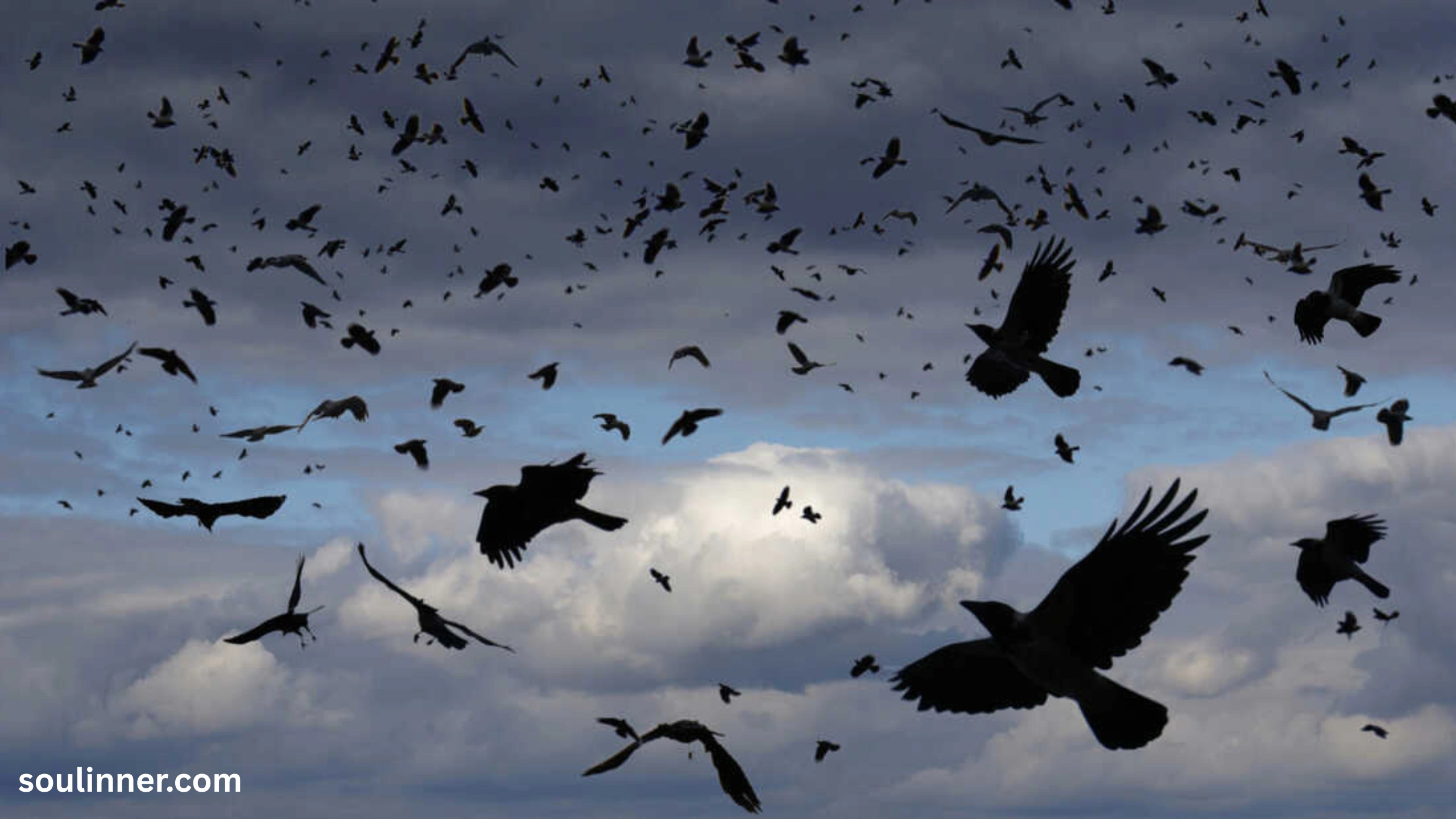 Crows Gathering in Large Numbers Spiritual Meaning