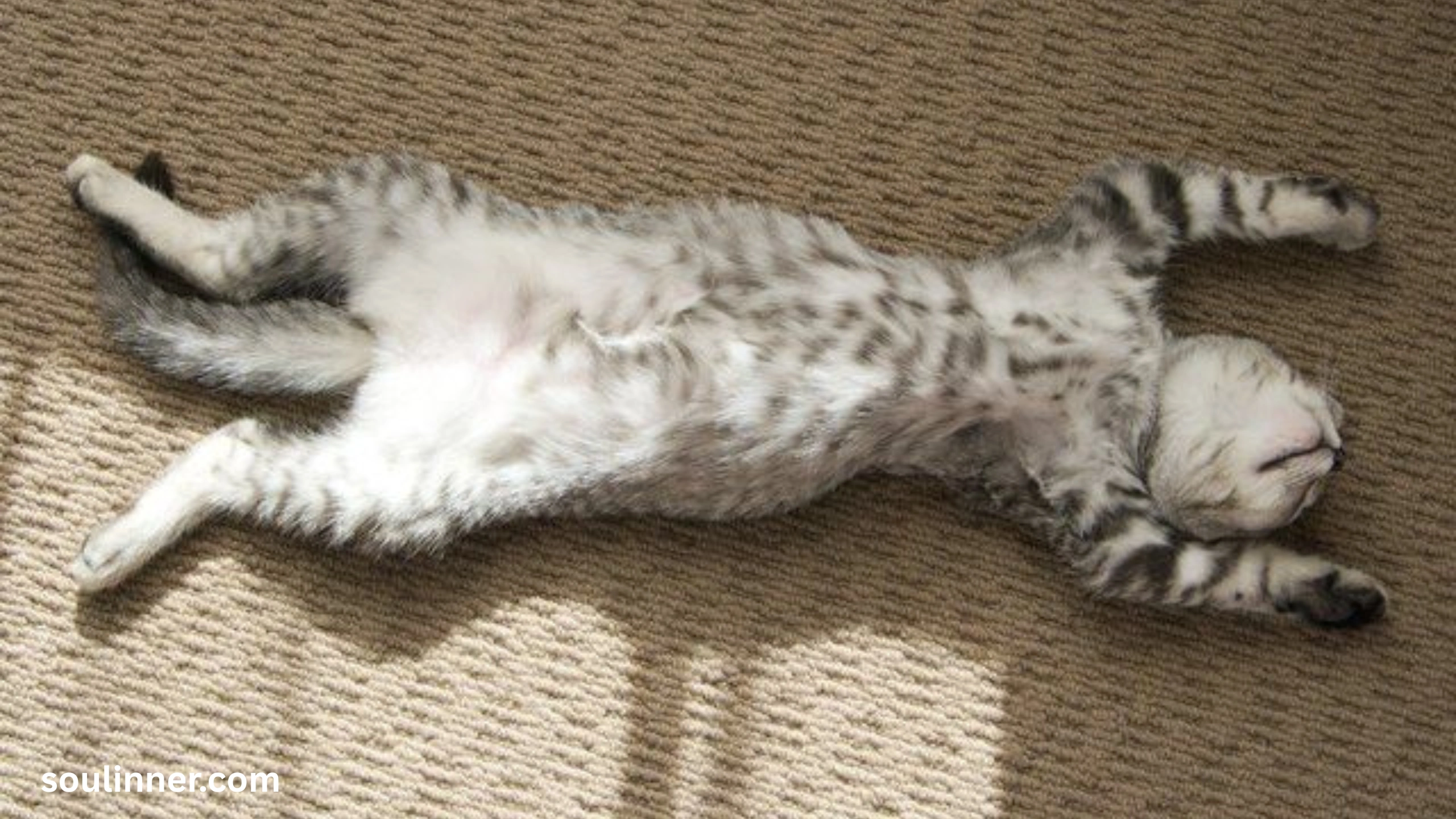 Dead Cat Outside My House Spiritual Meaning