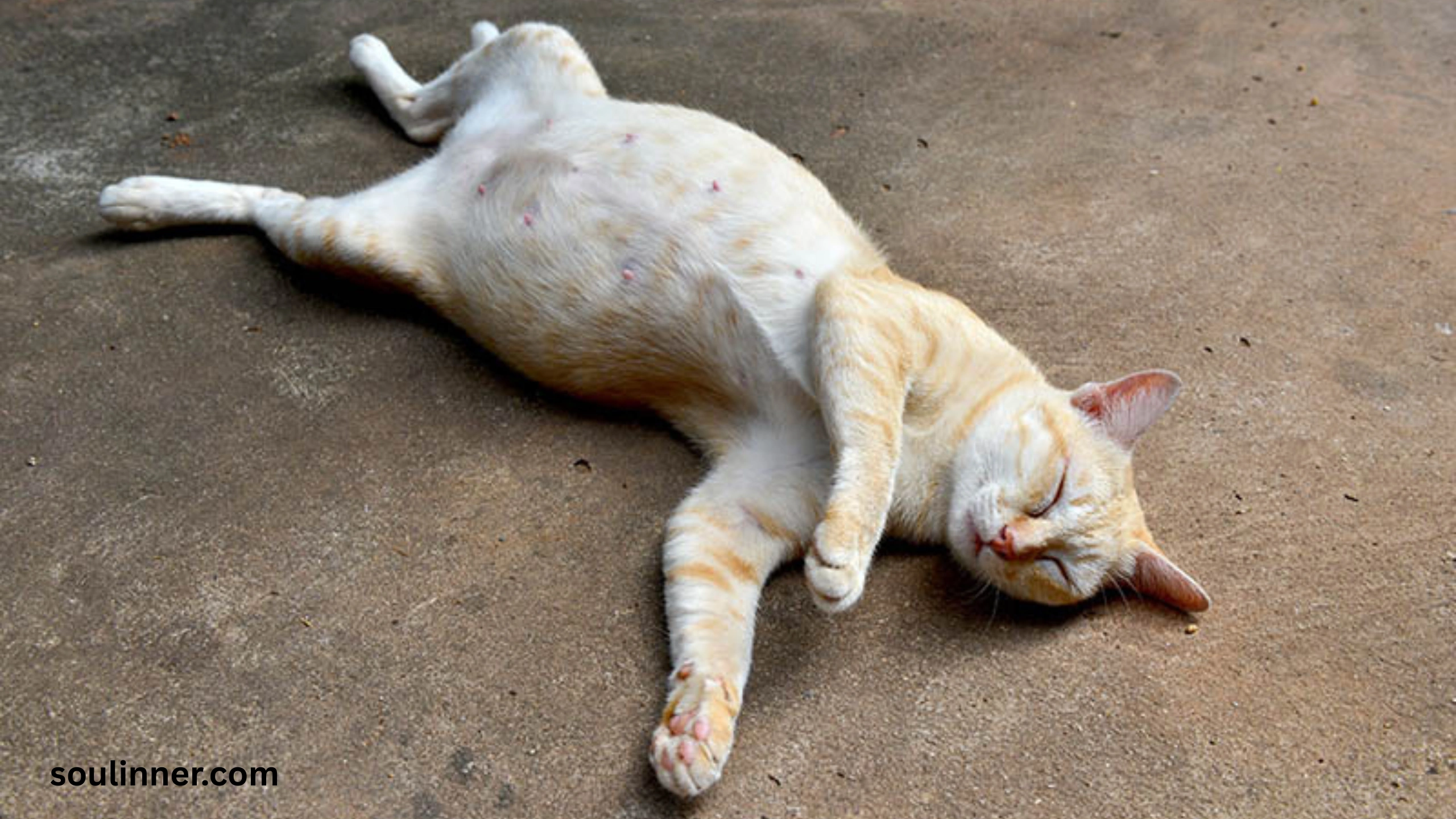 Dead Cat Outside My House Spiritual Meaning