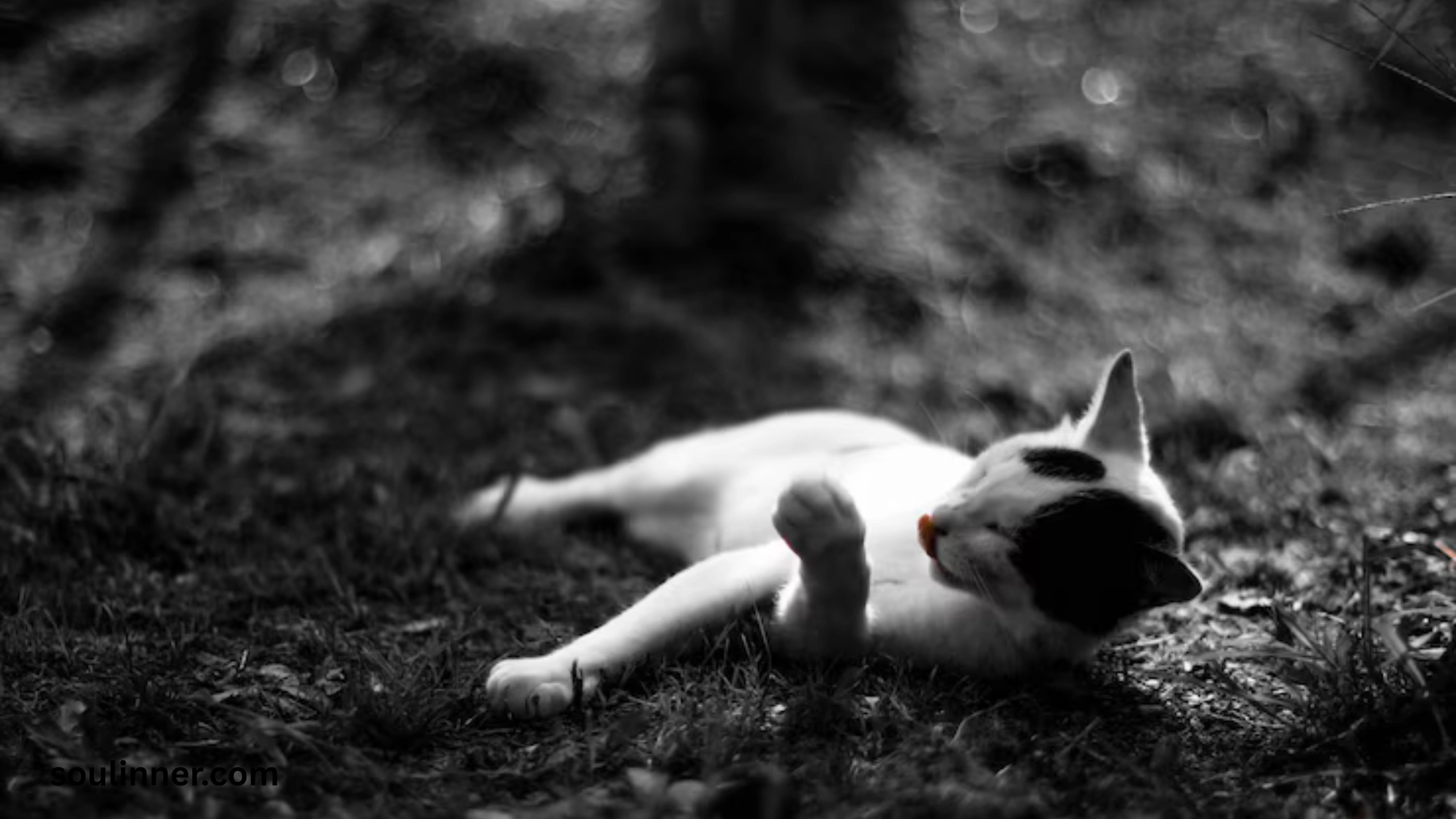 Dead Cat Outside My House Spiritual Meaning