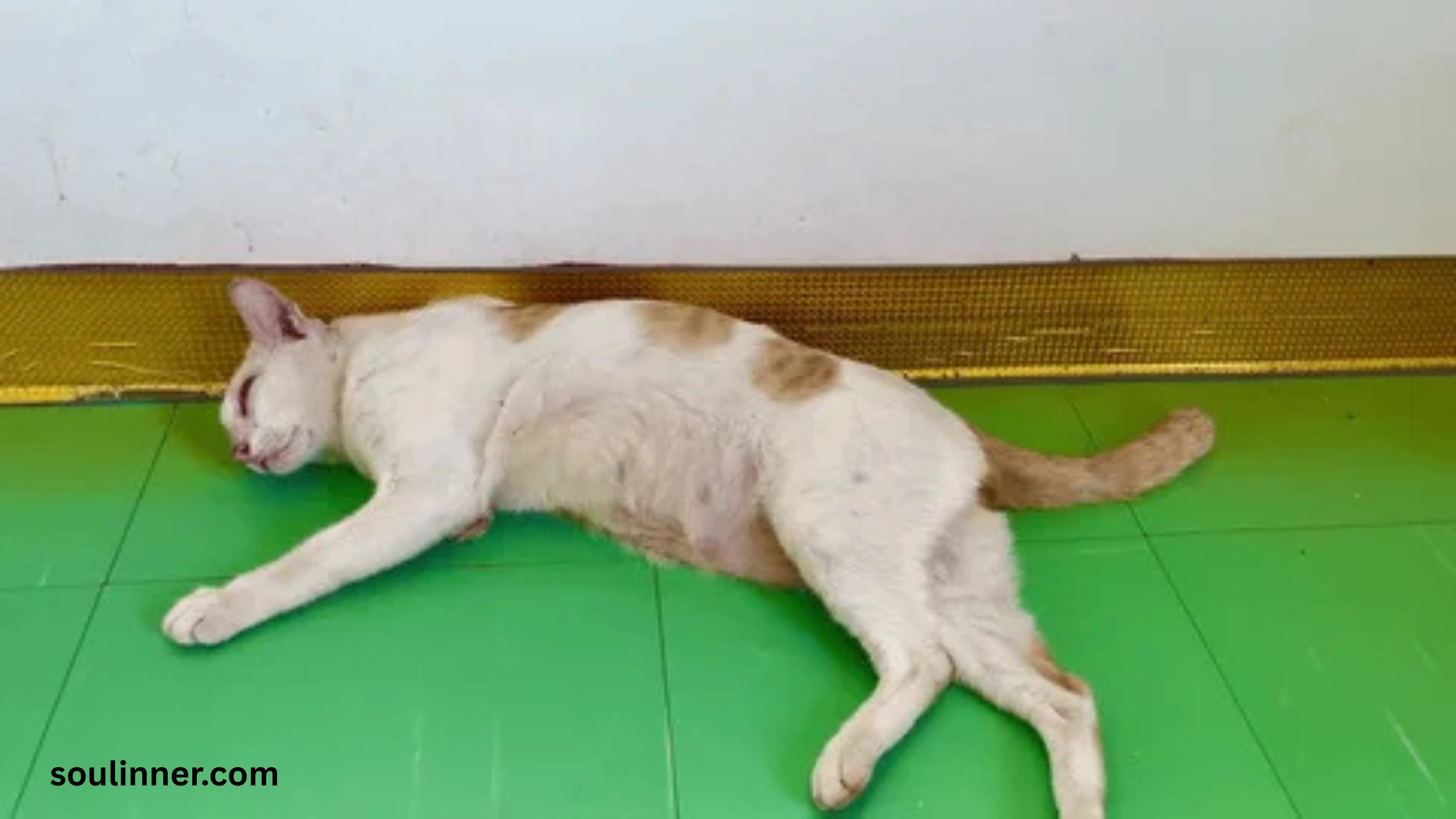 Dead Cat Outside My House Spiritual Meaning