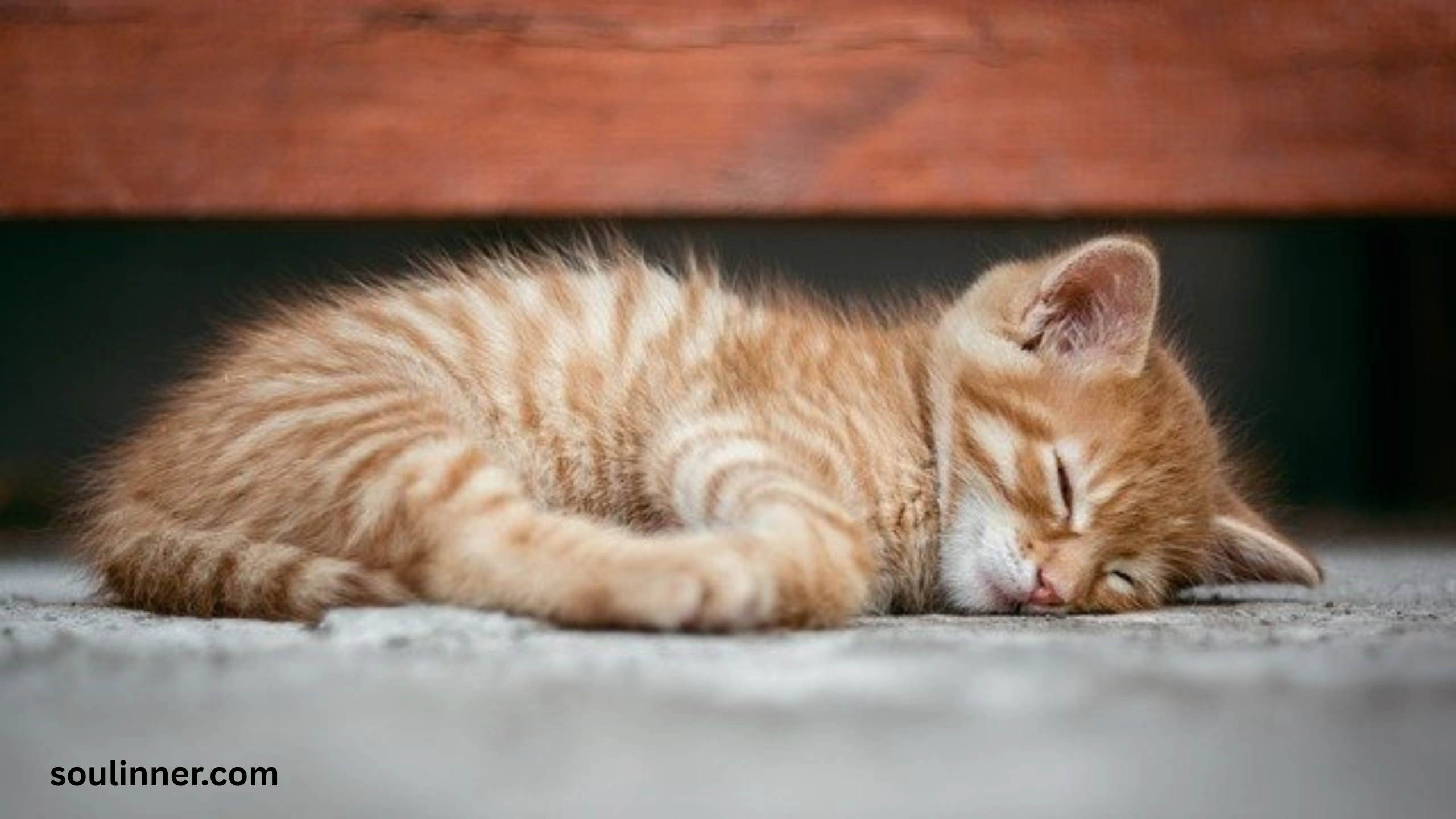 Dead Cat Outside My House Spiritual Meaning