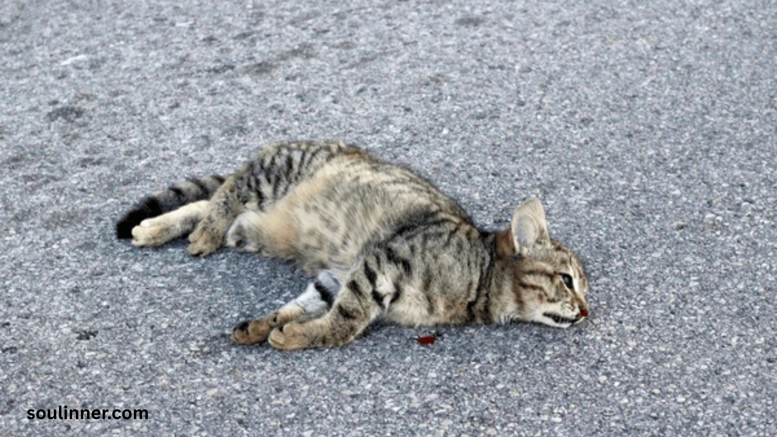 Dead Cat Outside My House Spiritual Meaning