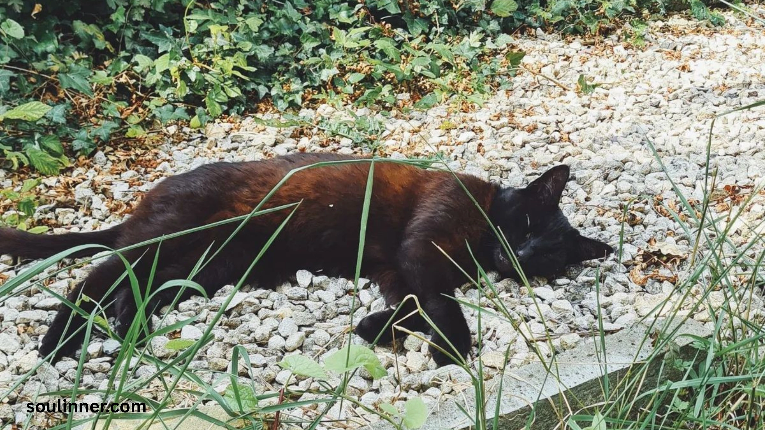 Dead Cat Outside My House Spiritual Meaning