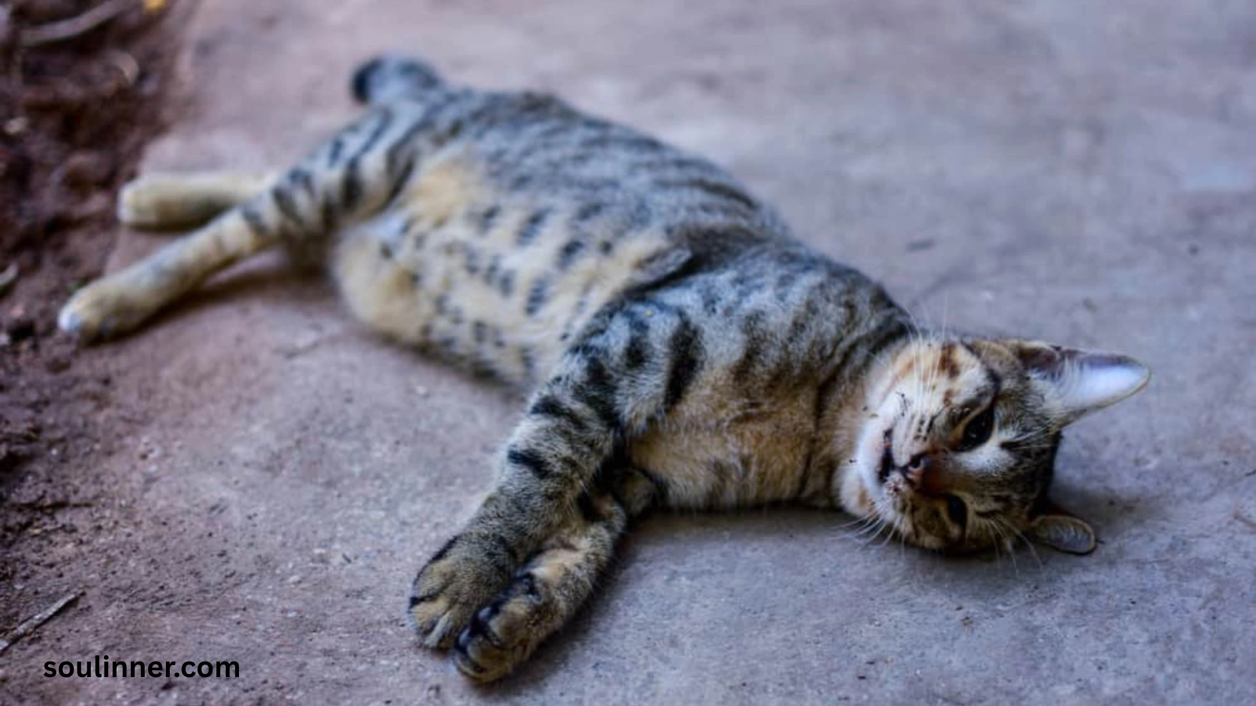 Dead Cat Outside My House Spiritual Meaning