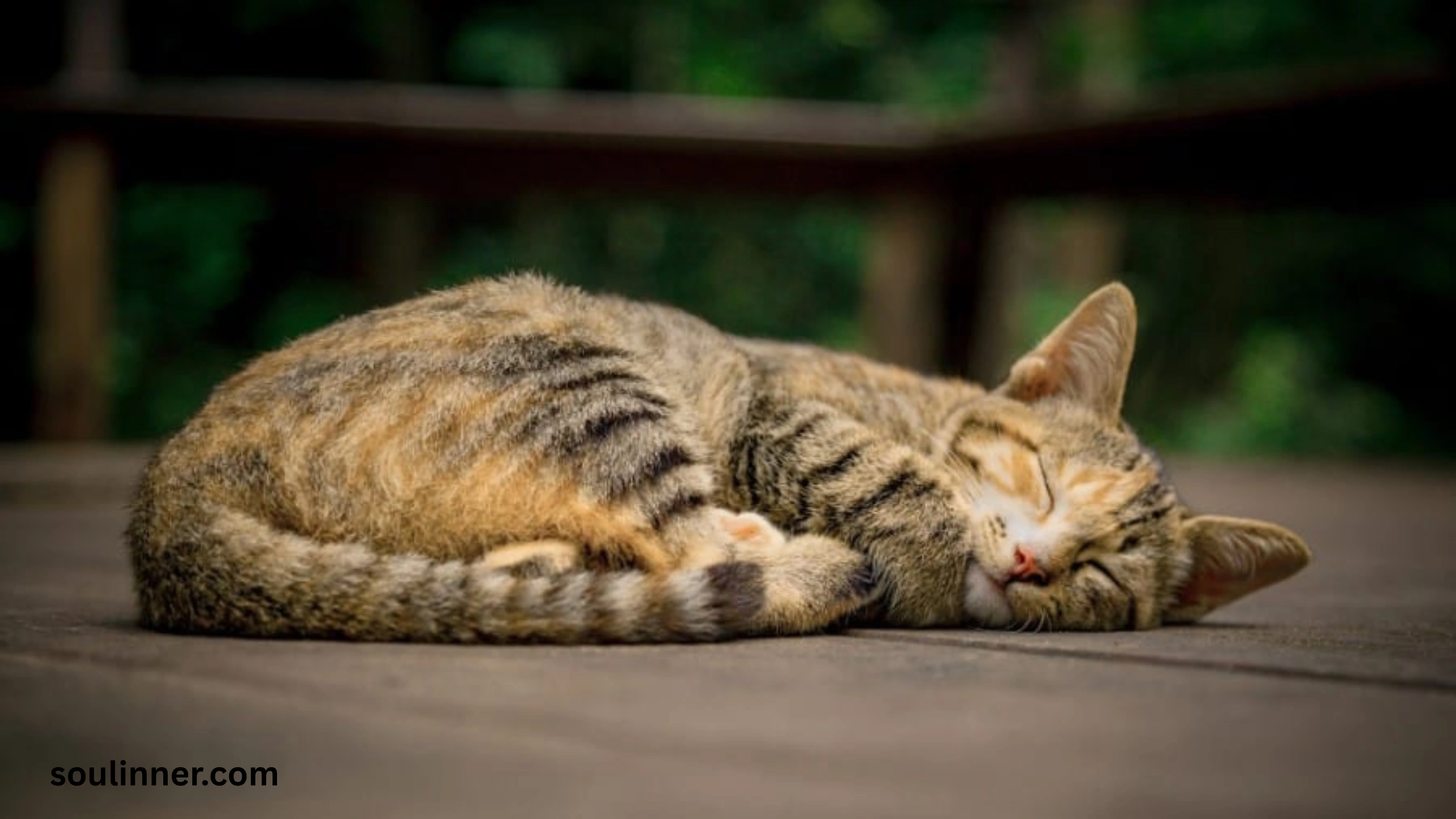 Dead Cat Outside My House Spiritual Meaning