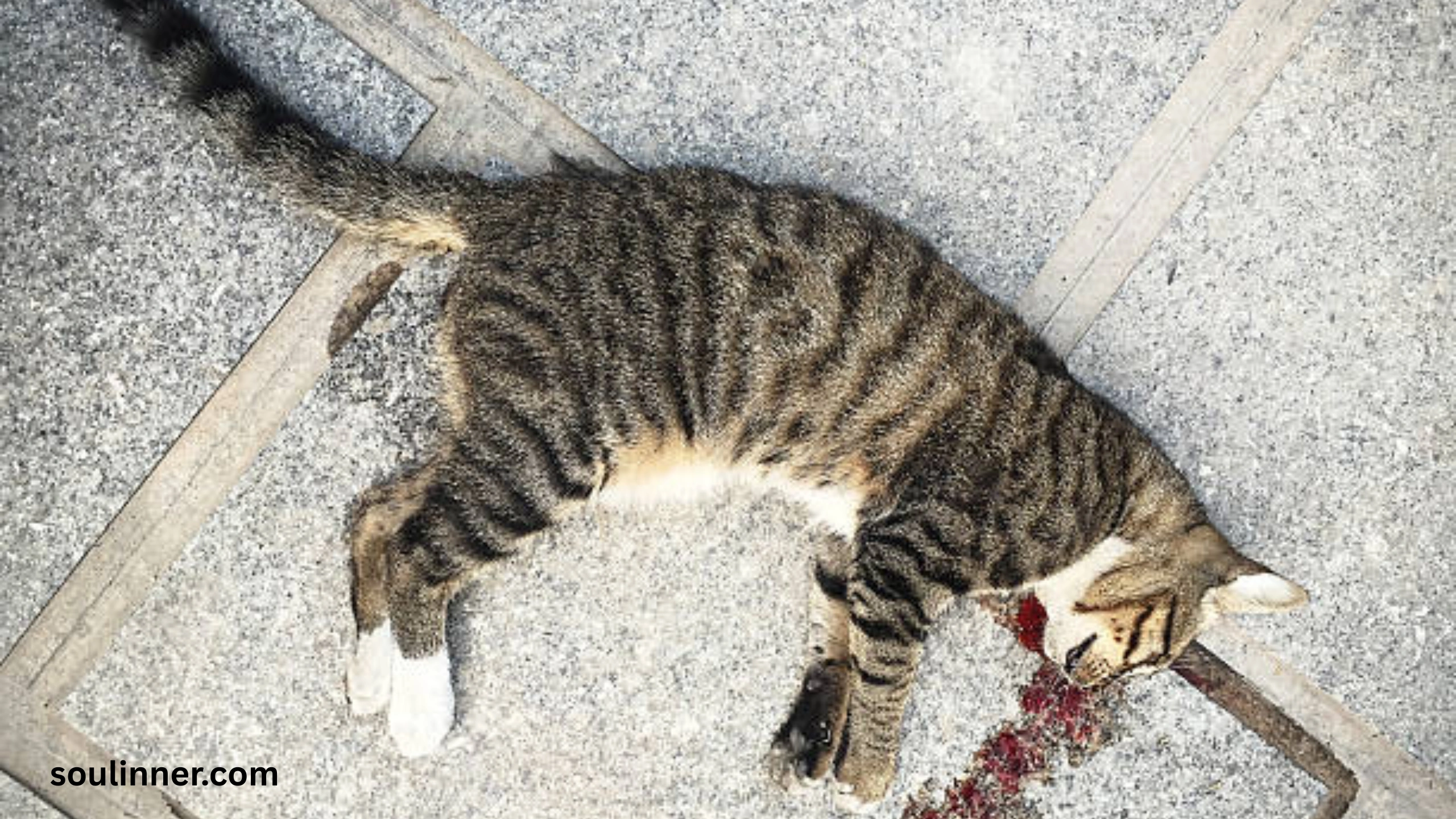 Dead Cat Outside My House Spiritual Meaning