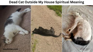 Dead Cat Outside My House Spiritual Meaning