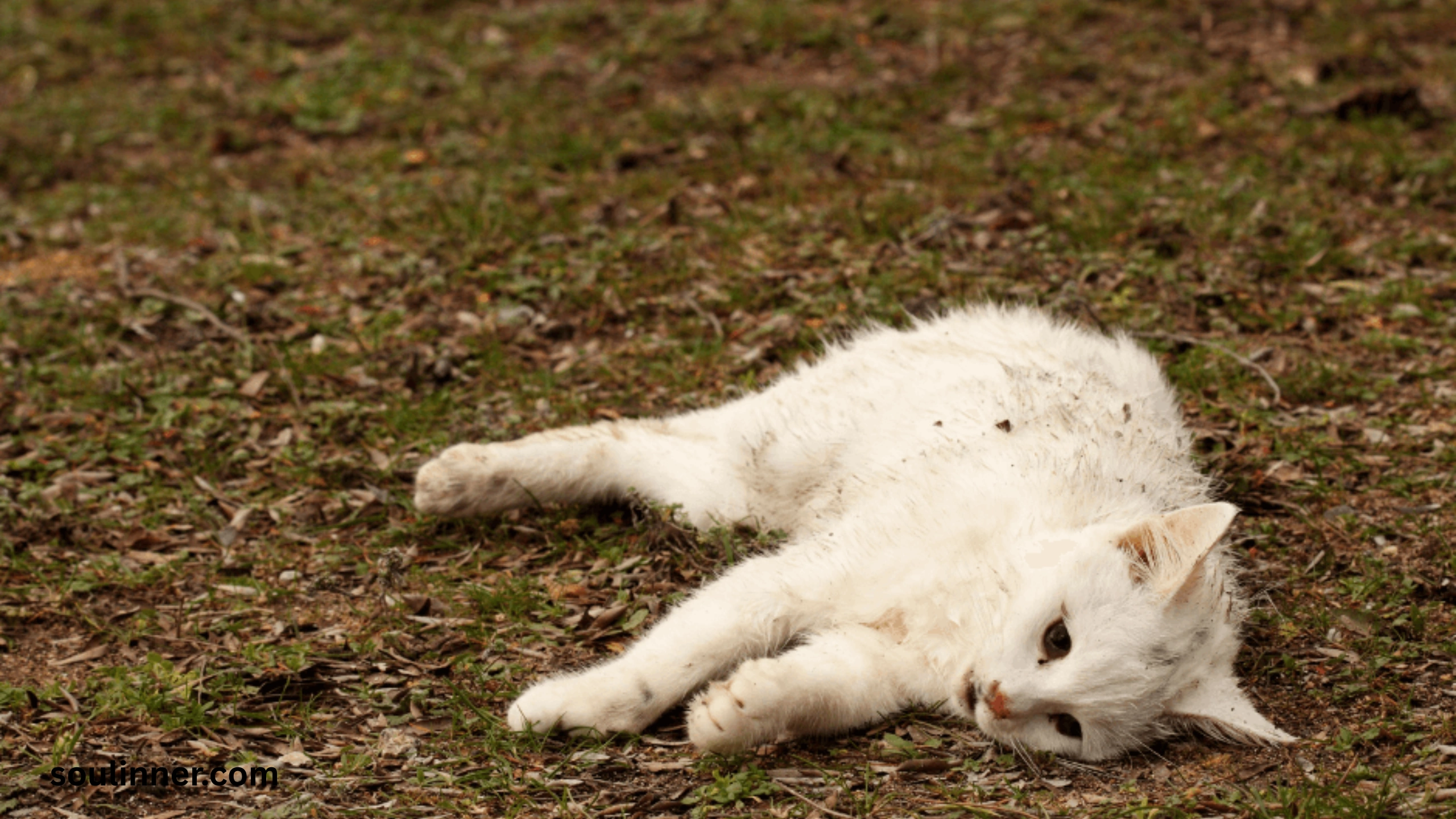 Dead Cat Outside My House Spiritual Meaning