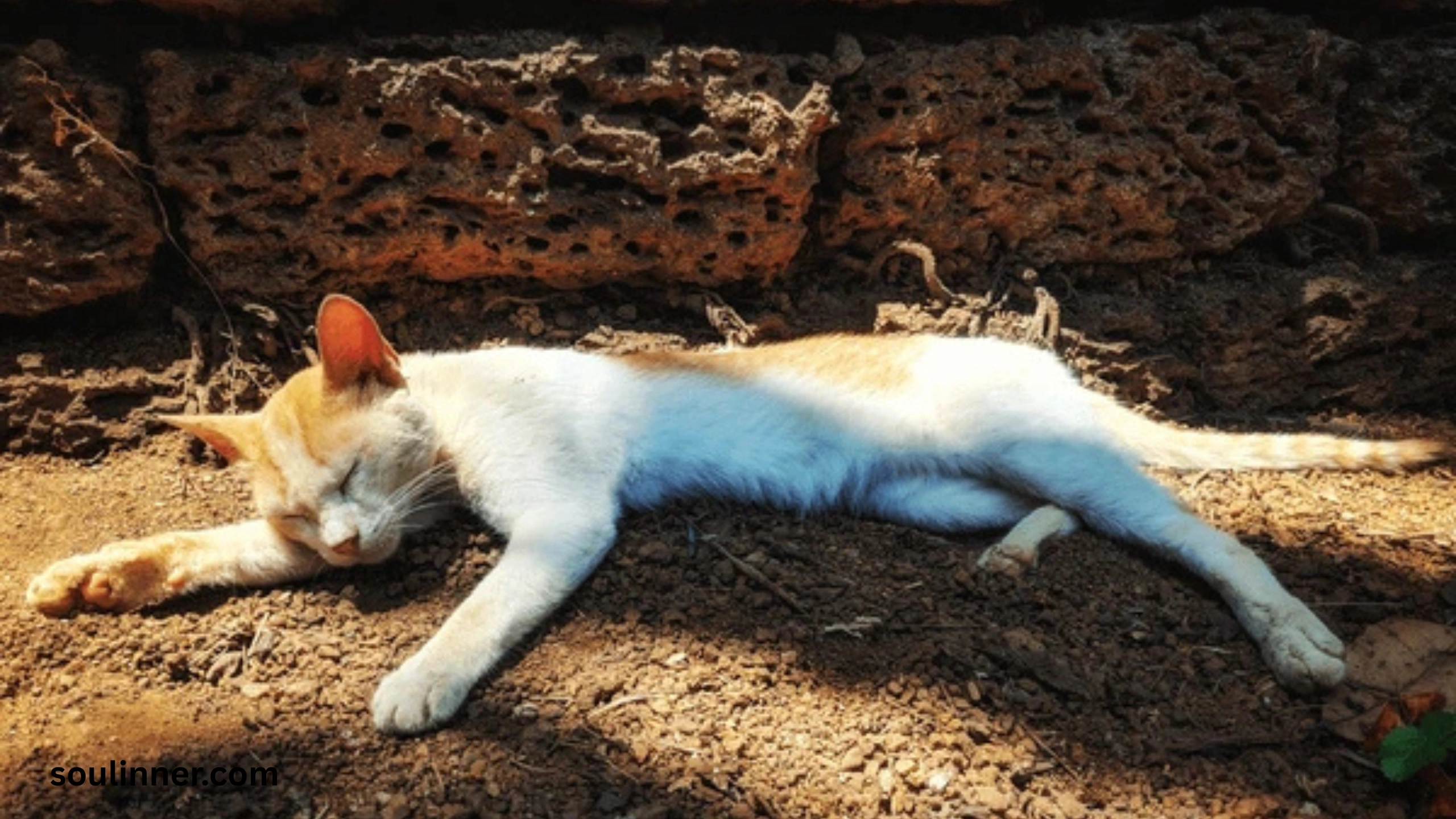 Dead Cat Outside My House Spiritual Meaning
