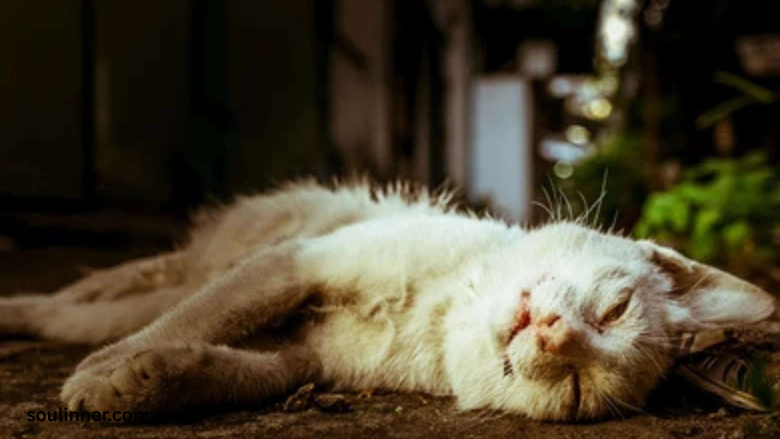 Dead Cat Outside My House Spiritual Meaning
