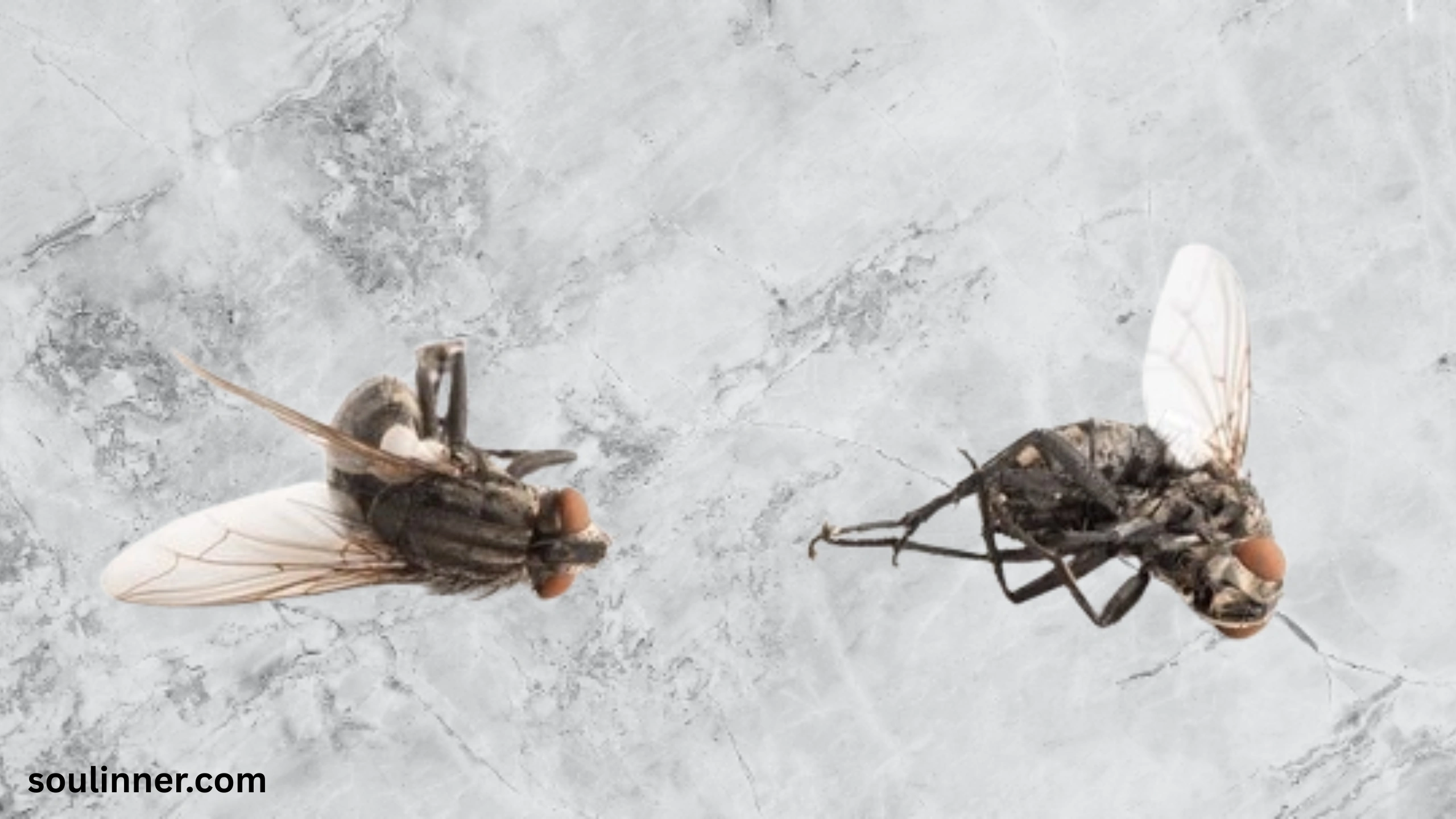 Dead Flies in House Spiritual Meaning