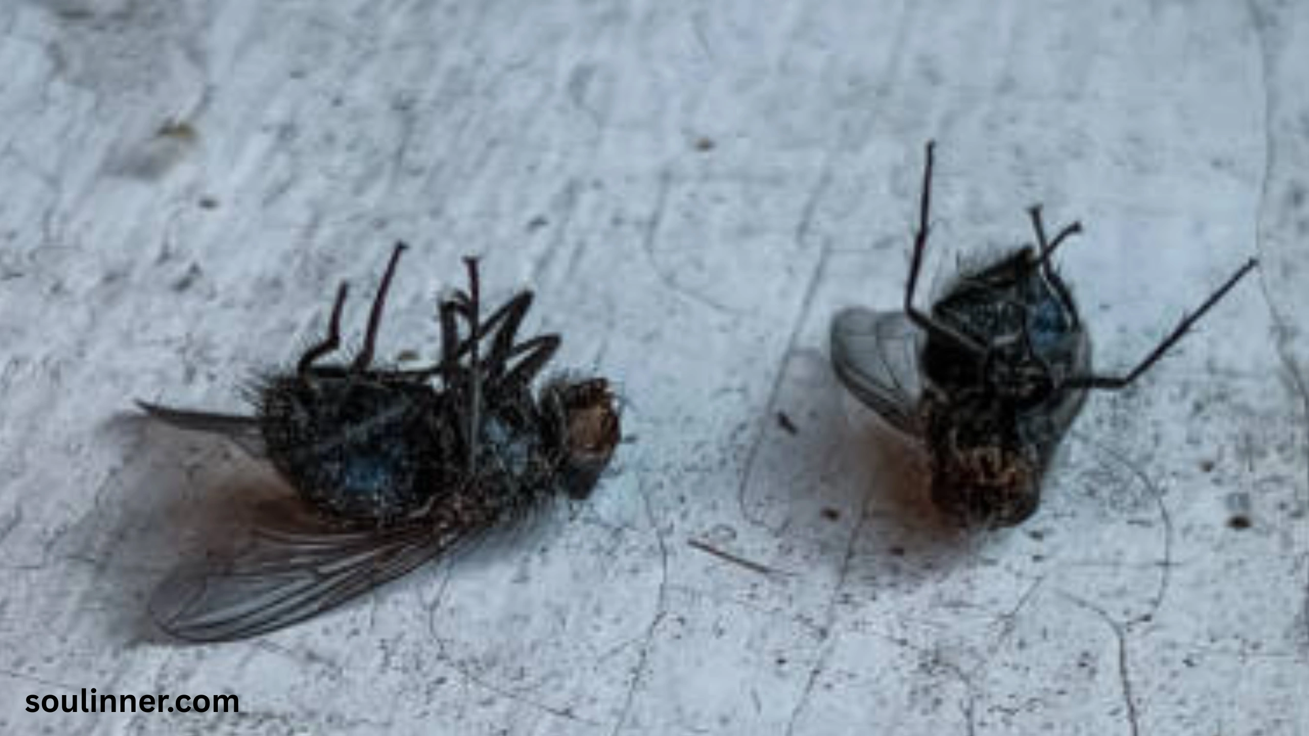 Dead Flies in House Spiritual Meaning