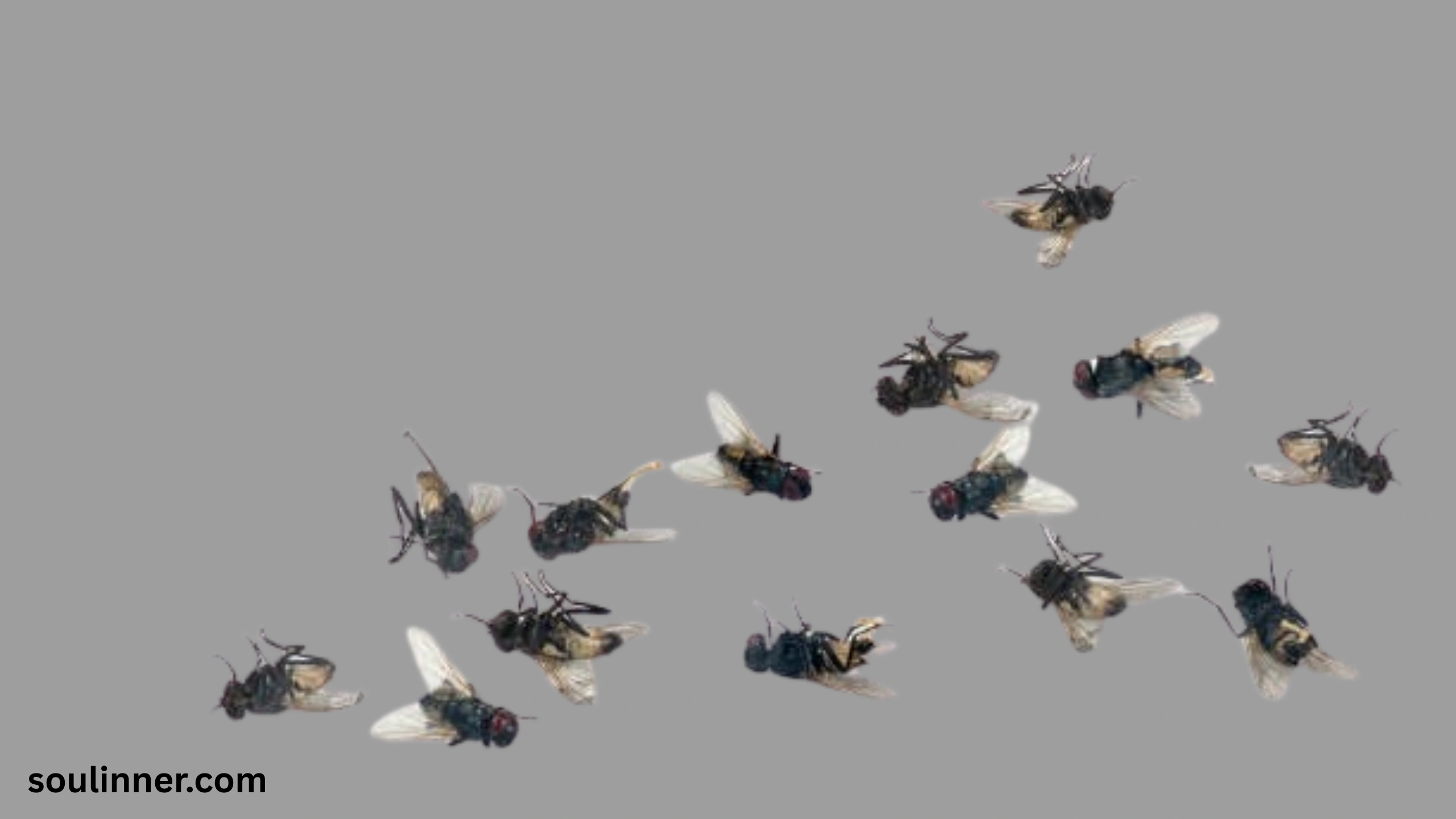 Dead Flies in House Spiritual Meaning