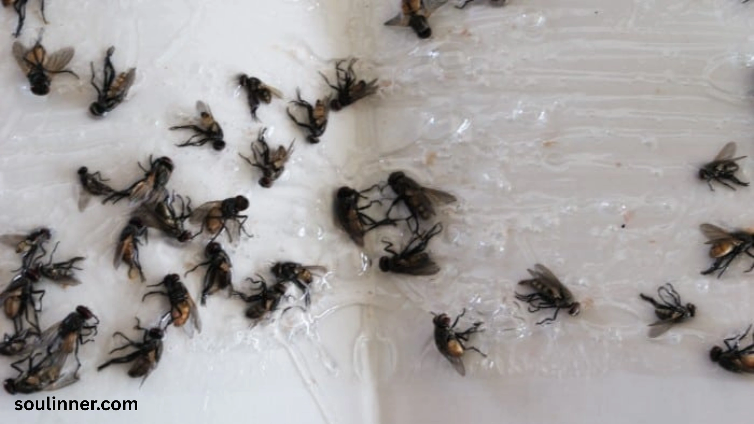 Dead Flies in House Spiritual Meaning
