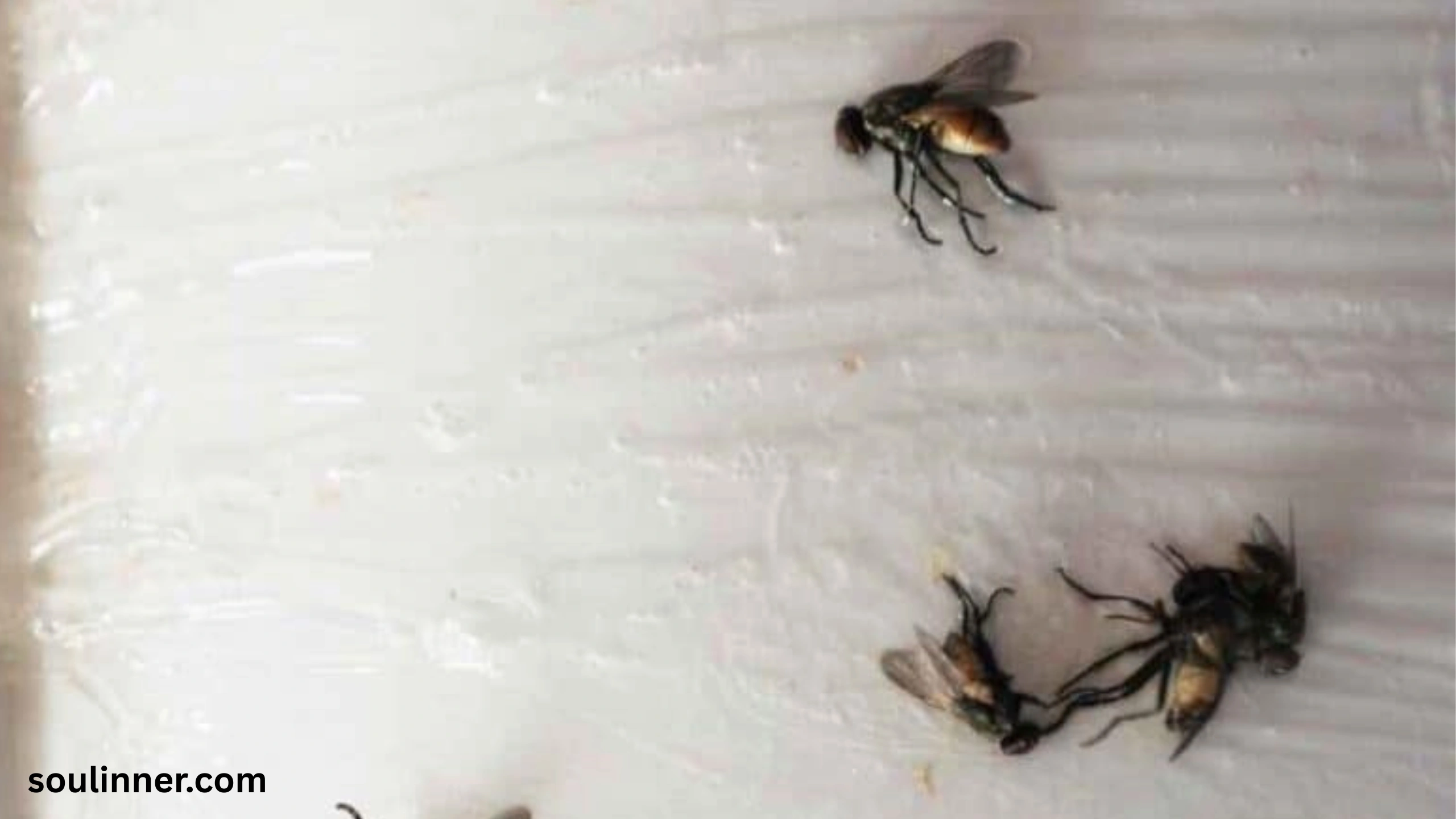 Dead Flies in House Spiritual Meaning