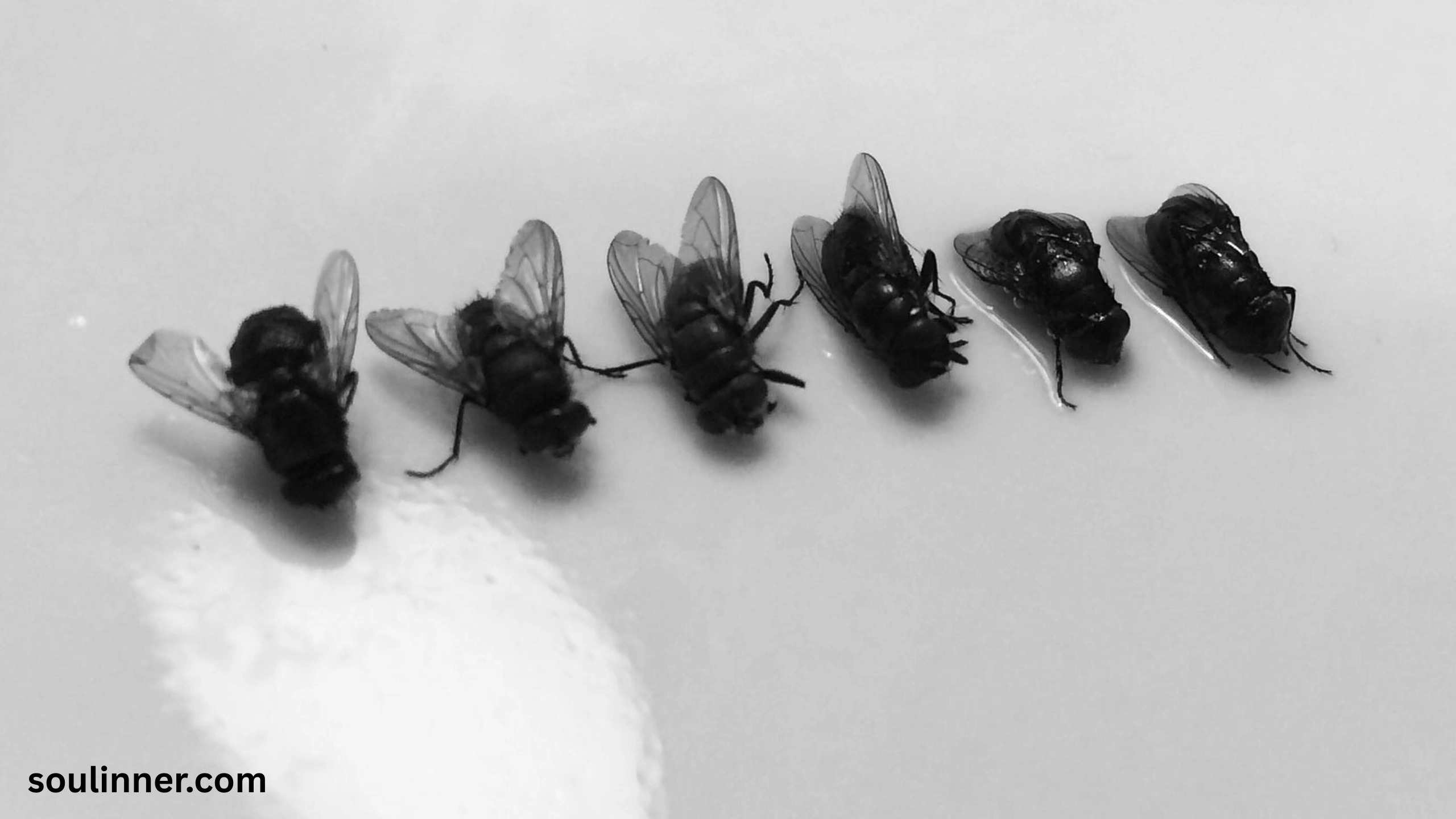 Dead Flies in House Spiritual Meaning
