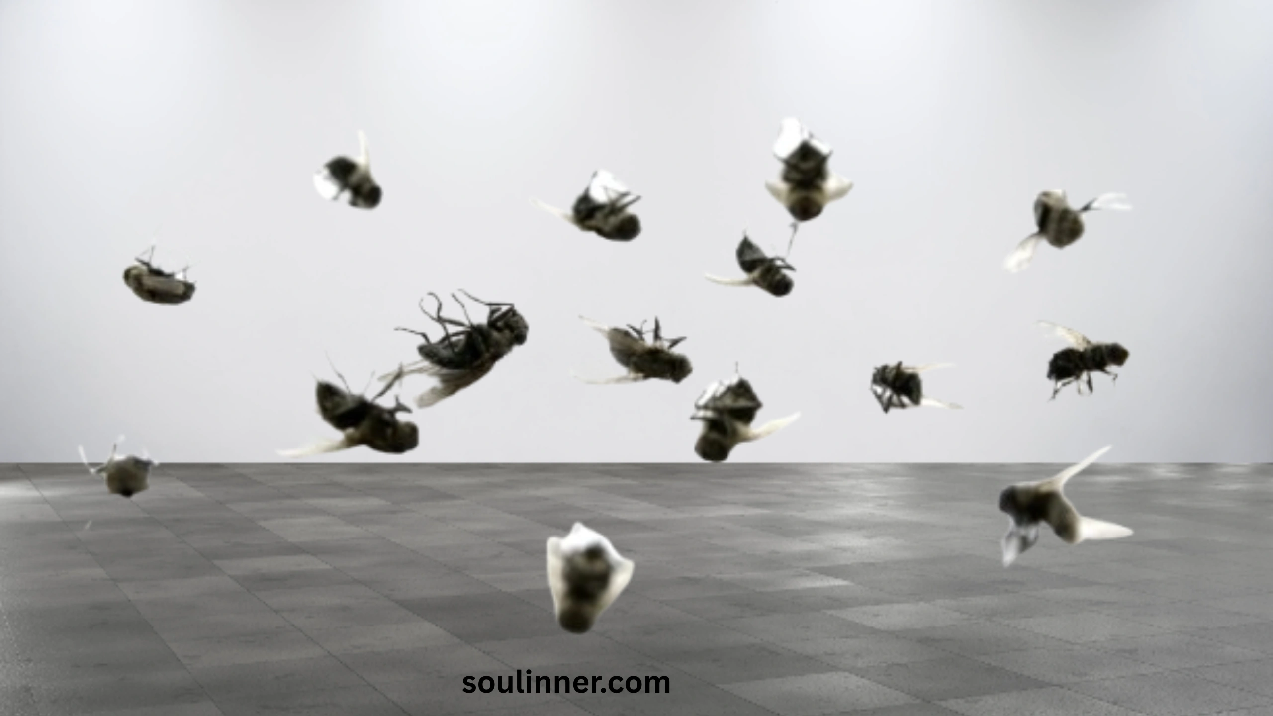 Dead Flies in House Spiritual Meaning